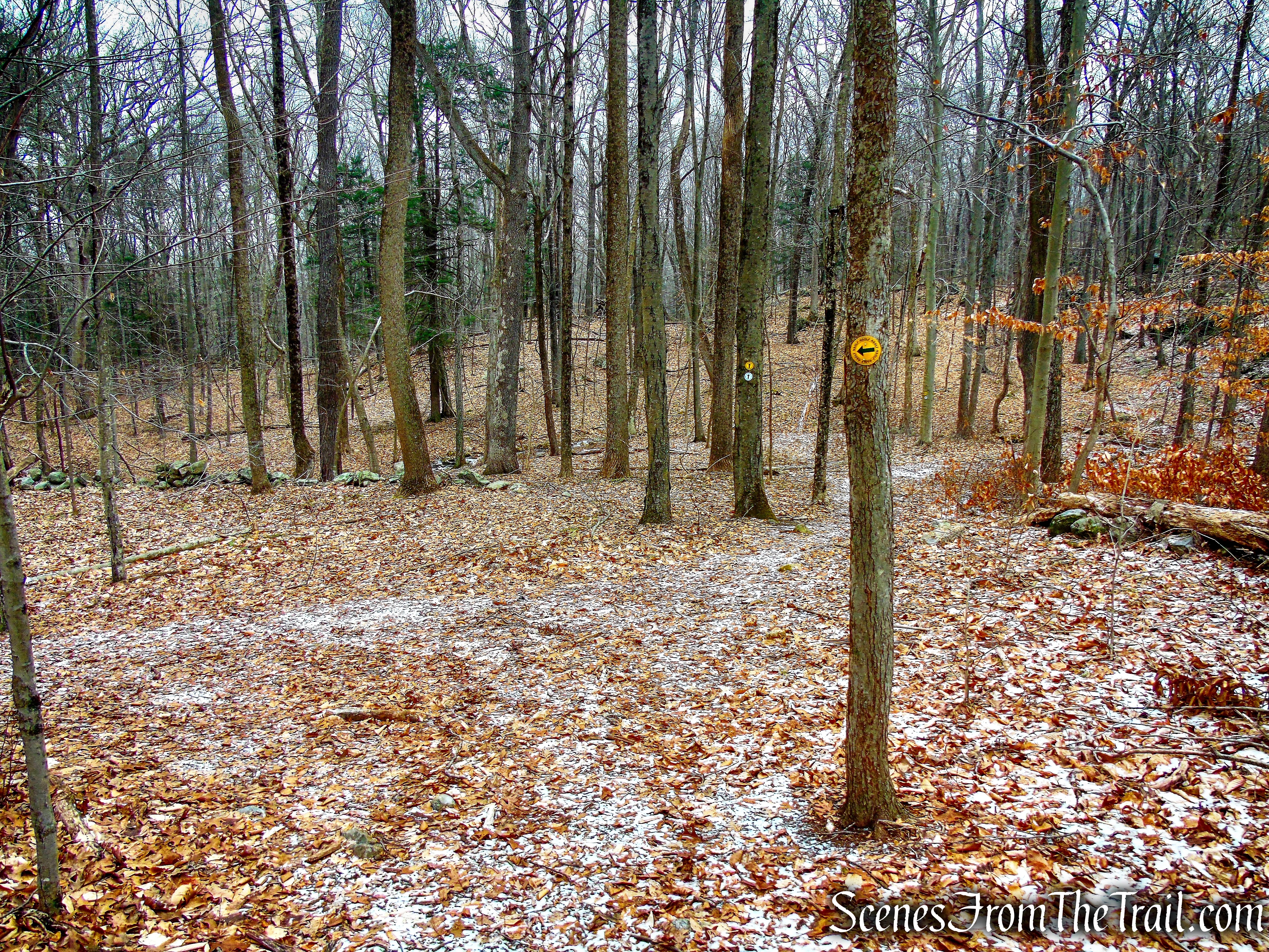 turn right on White and Yellow Trails - Halmi Preserve