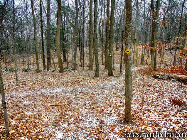 turn right on White and Yellow Trails - Halmi Preserve