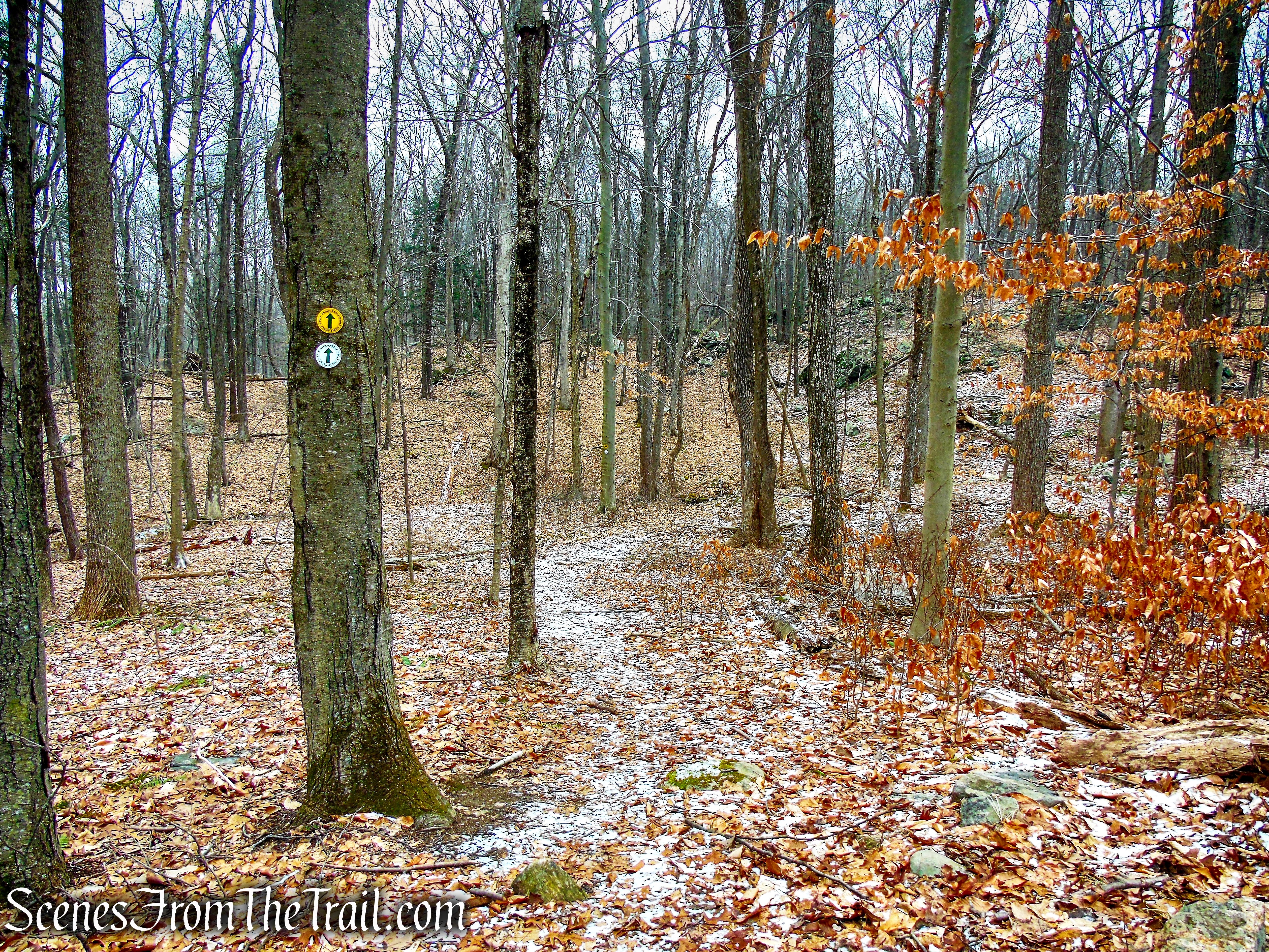 White and Yellow Trails - Halmi Preserve