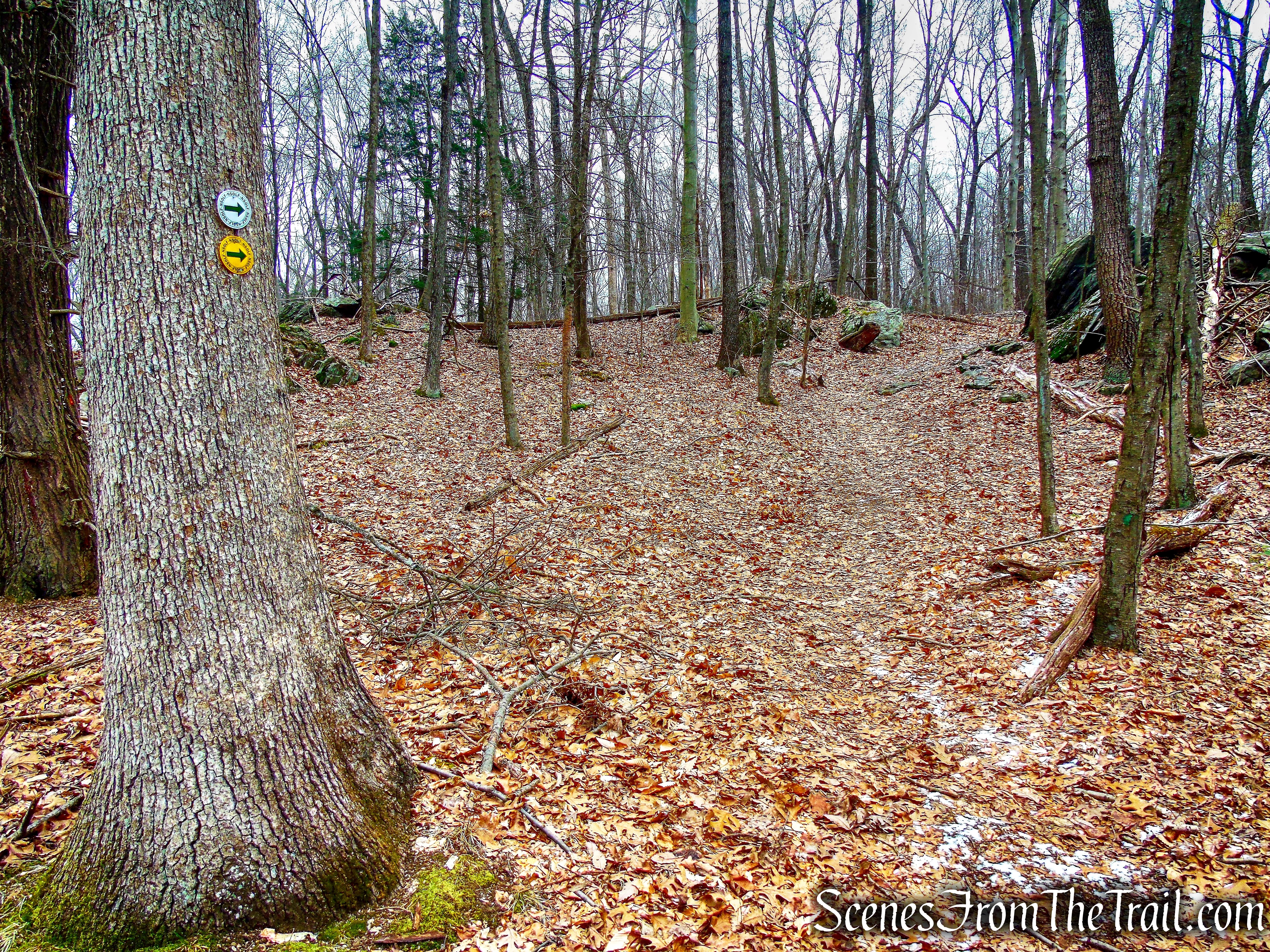White and Yellow Trails - Halmi Preserve