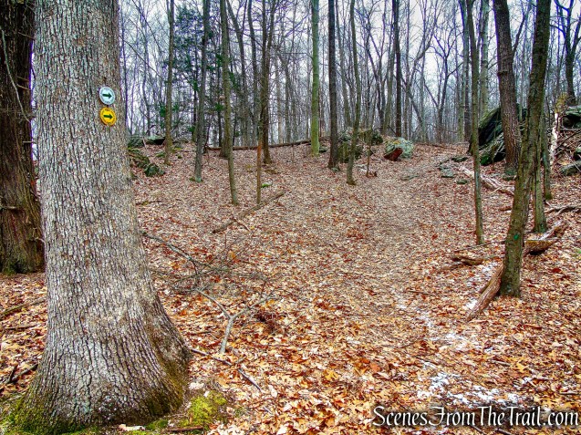 White and Yellow Trails - Halmi Preserve