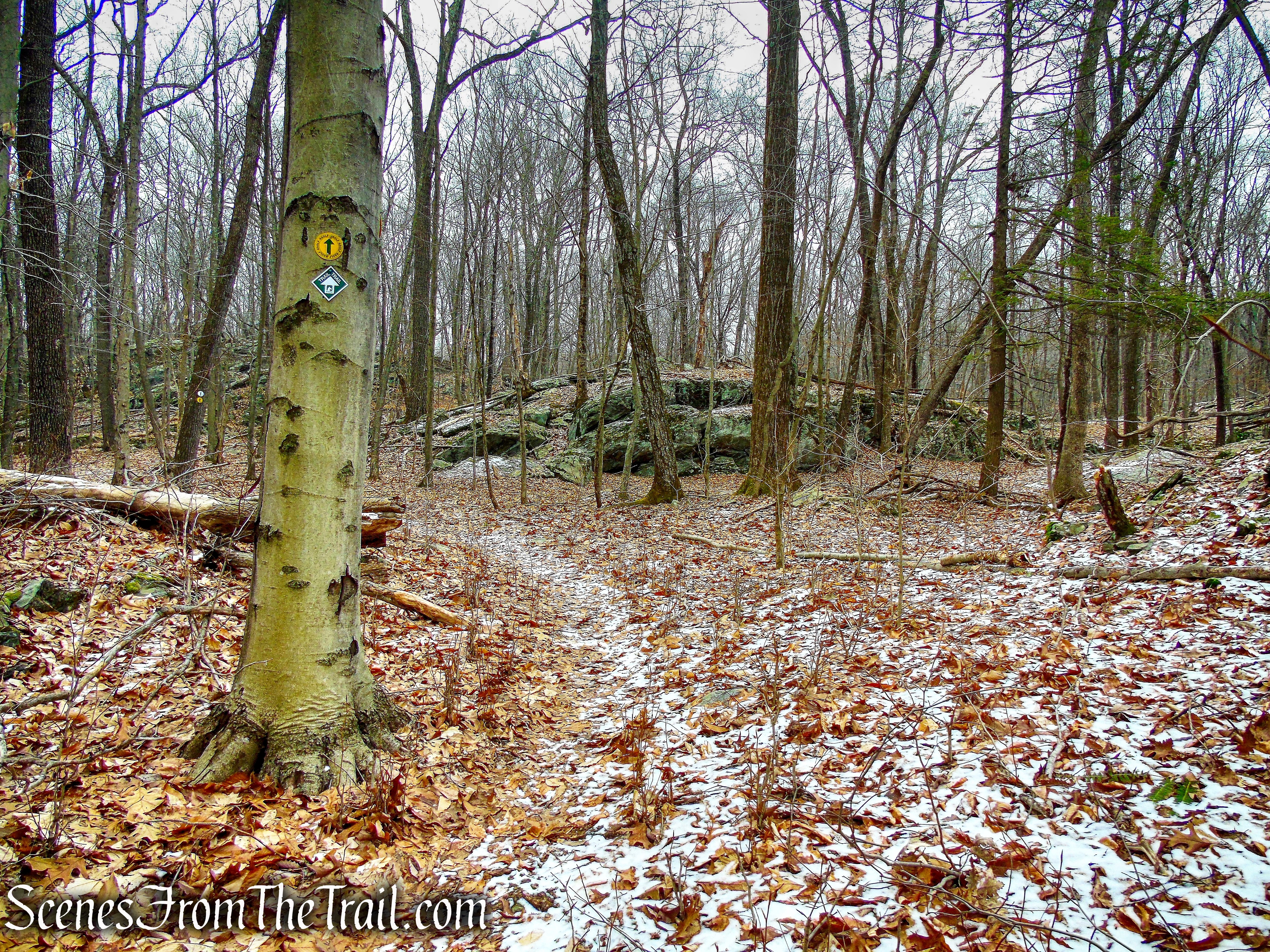 White and Yellow Trails - Halmi Preserve