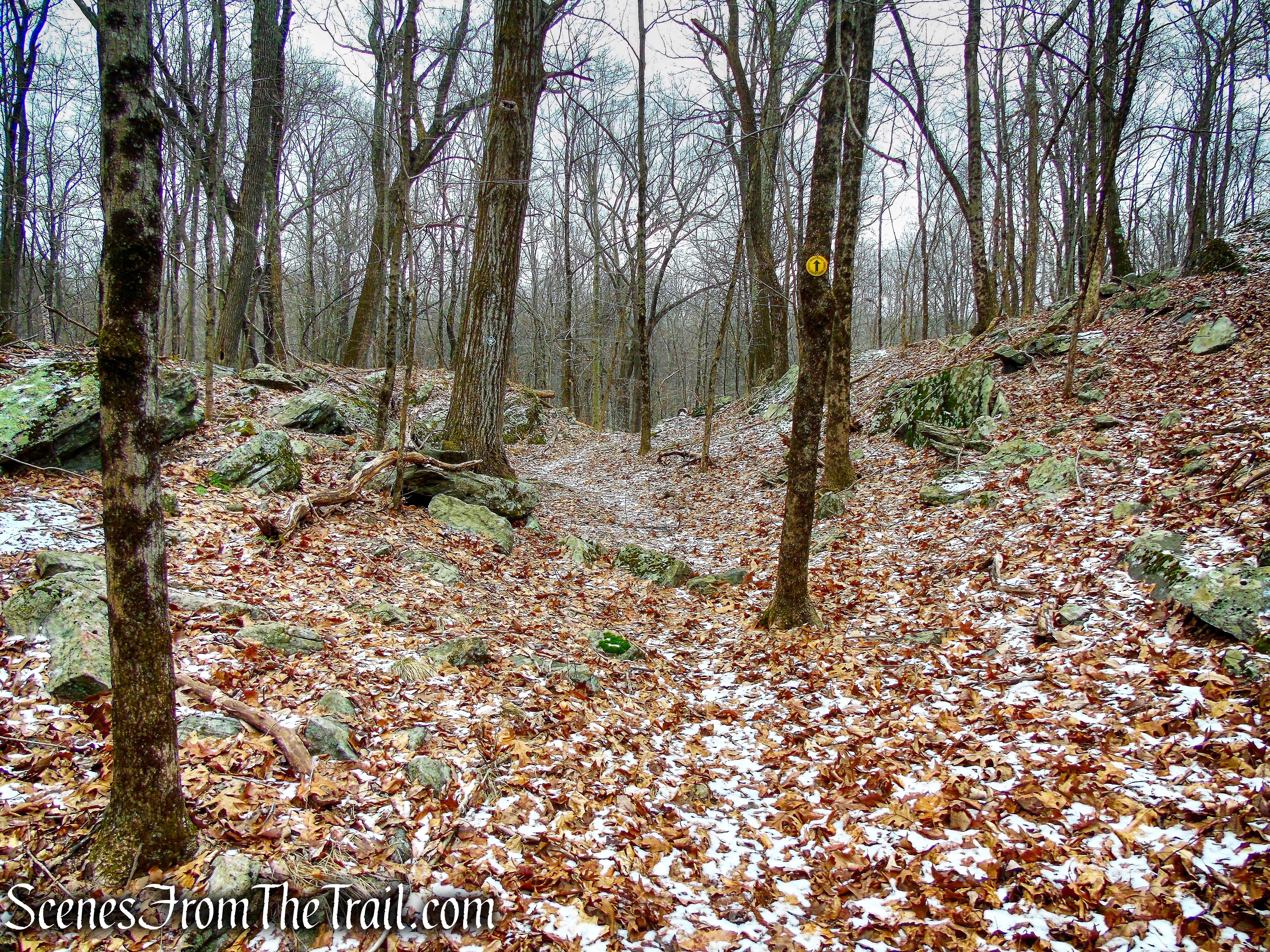 Yellow Trail - Halmi Preserve