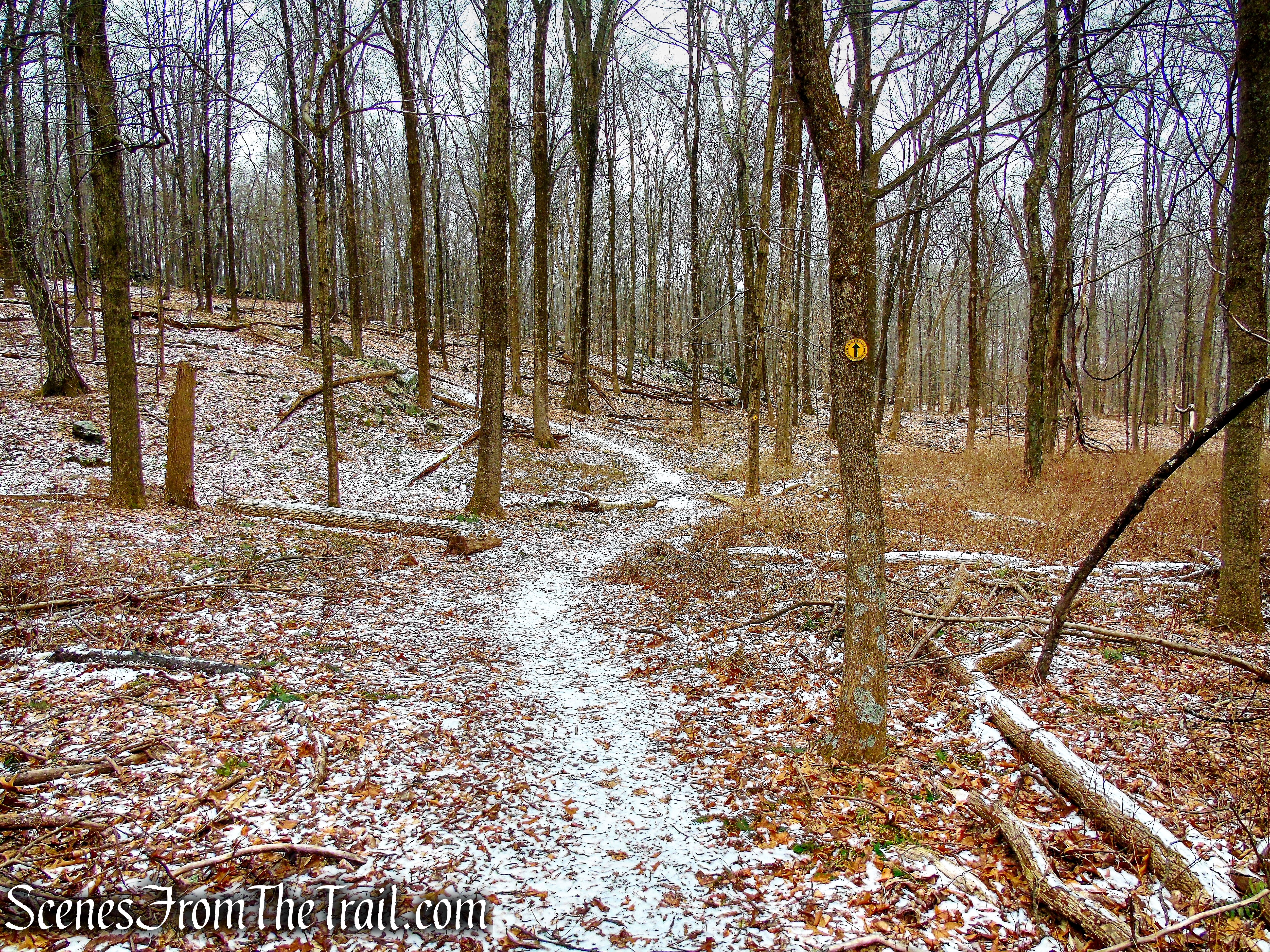 Yellow Trail - Hearst-Mead Preserve