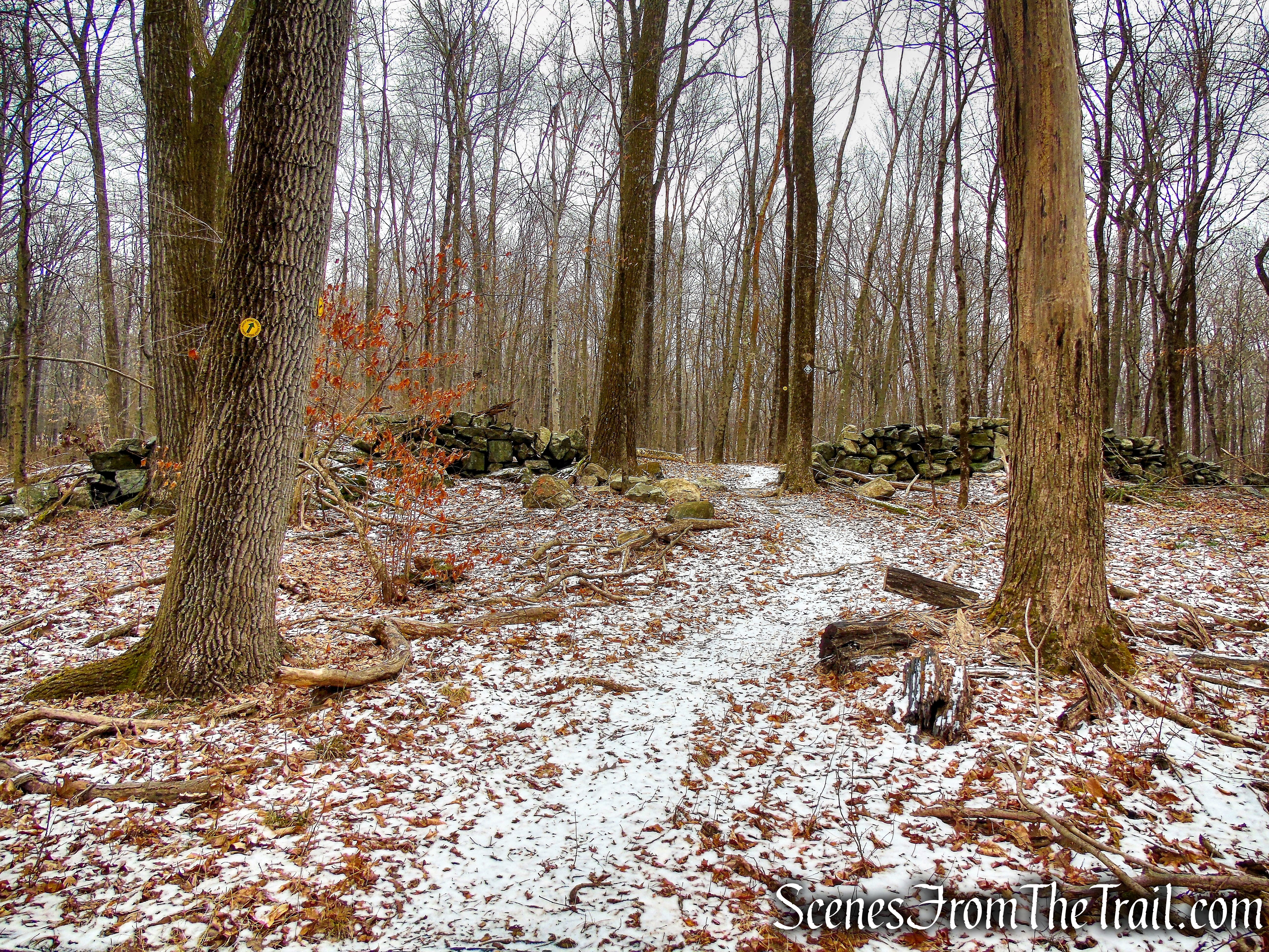 Yellow Trail - Hearst-Mead Preserve
