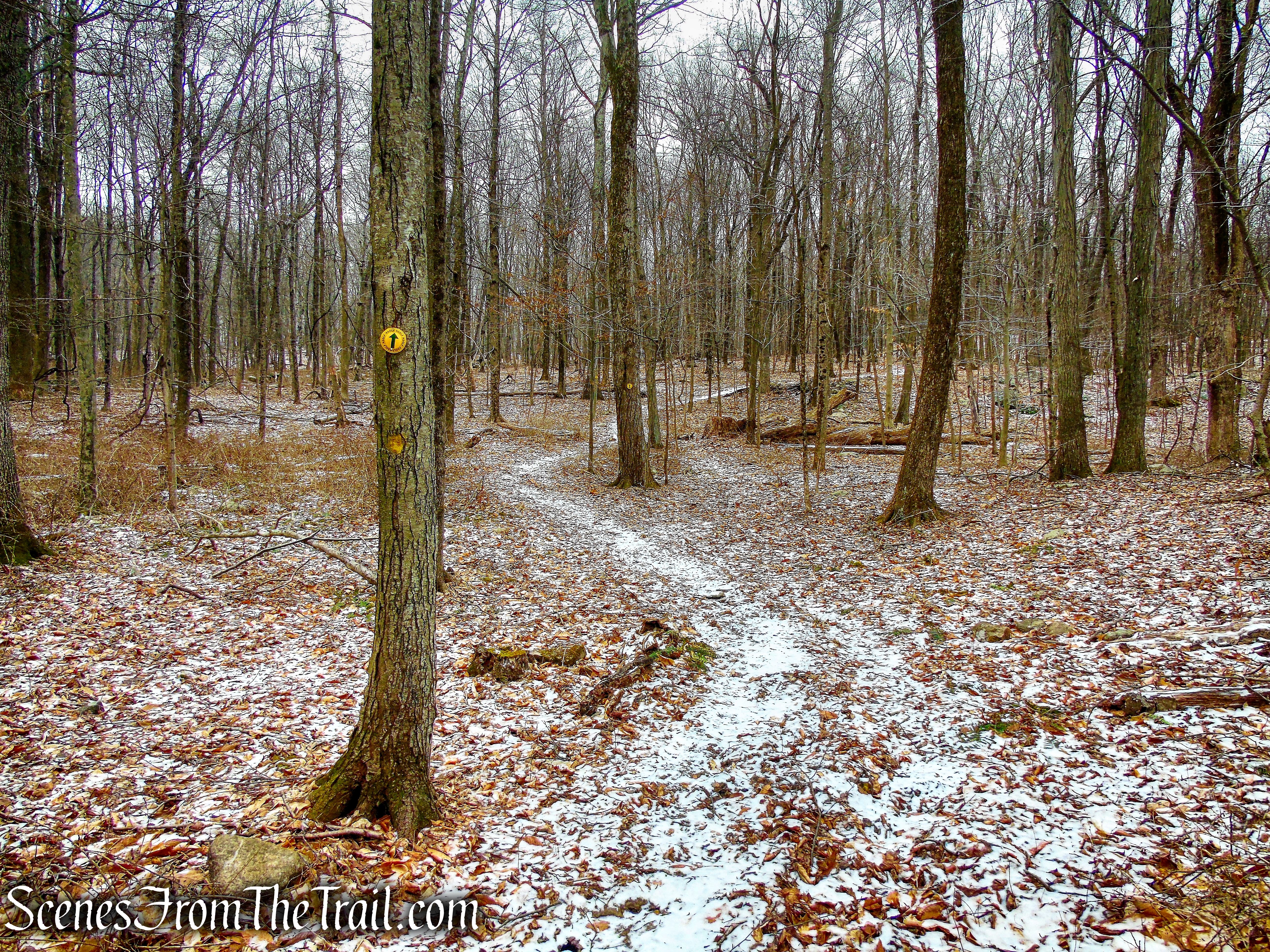 Yellow Trail - Hearst-Mead Preserve