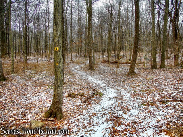 Yellow Trail - Hearst-Mead Preserve