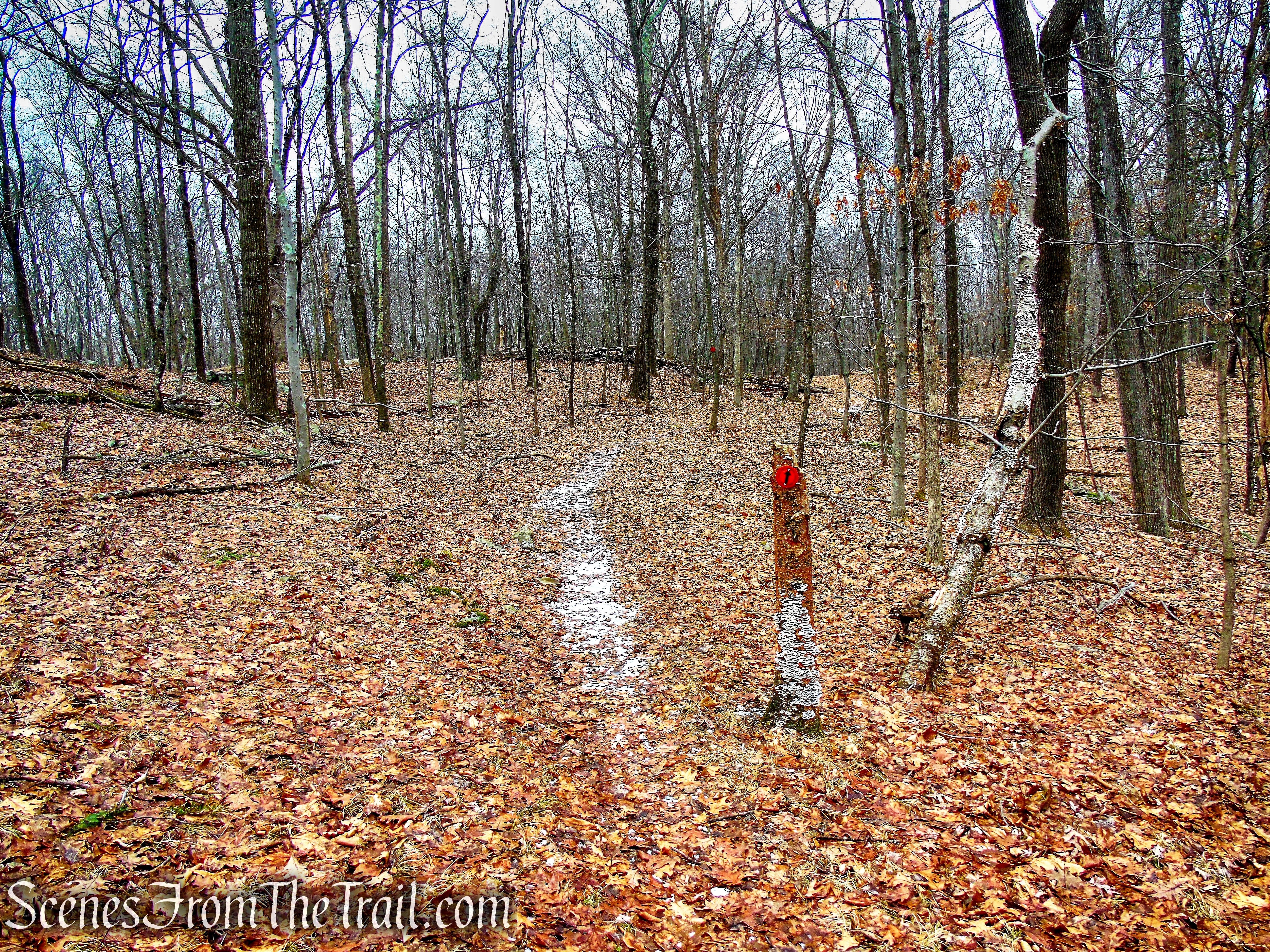 Red Trail - Hearst-Mead Preserve