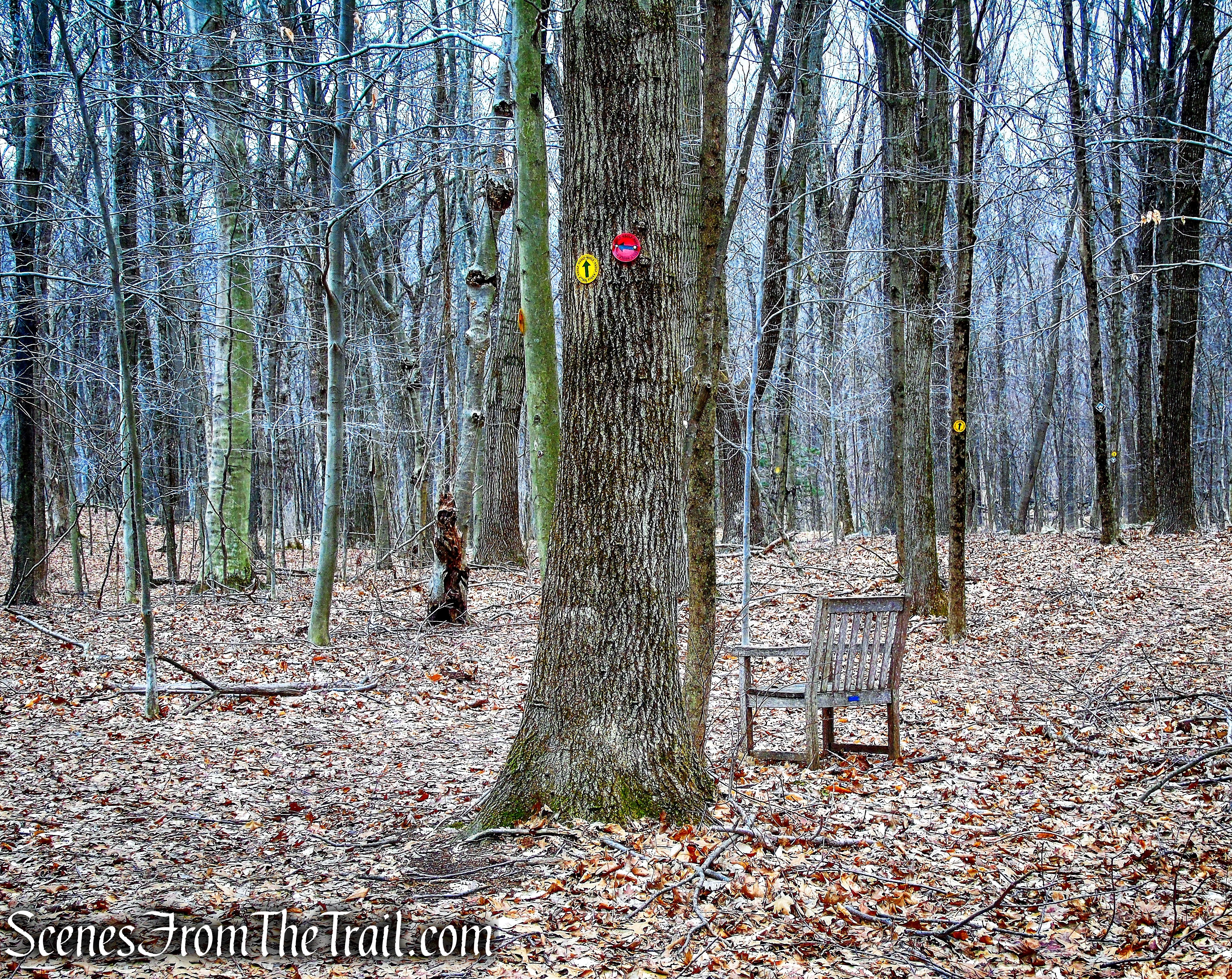 turn right on Yellow Trail - Hearst-Mead Preserve