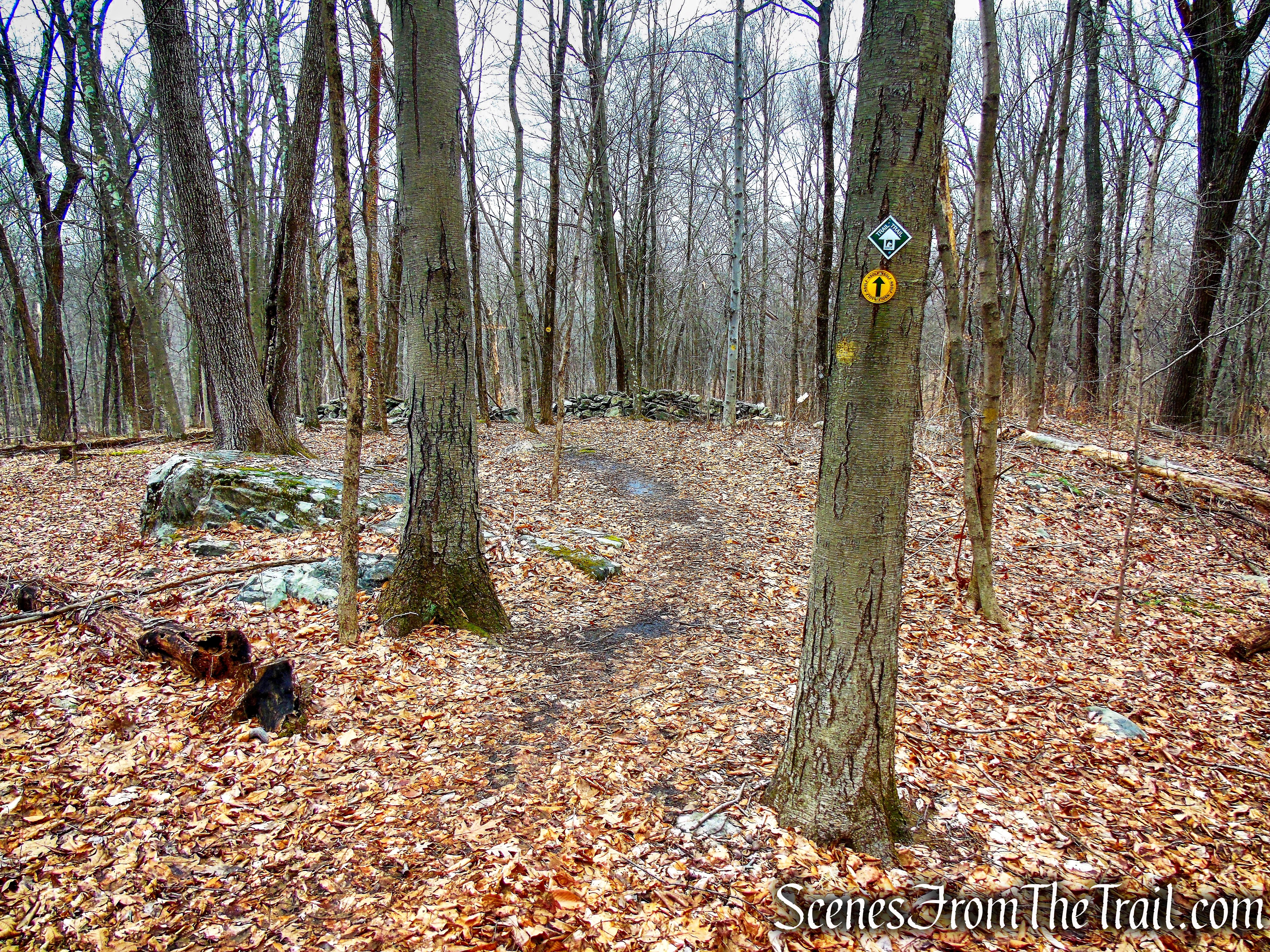 Yellow Trail - Hearst-Mead Preserve