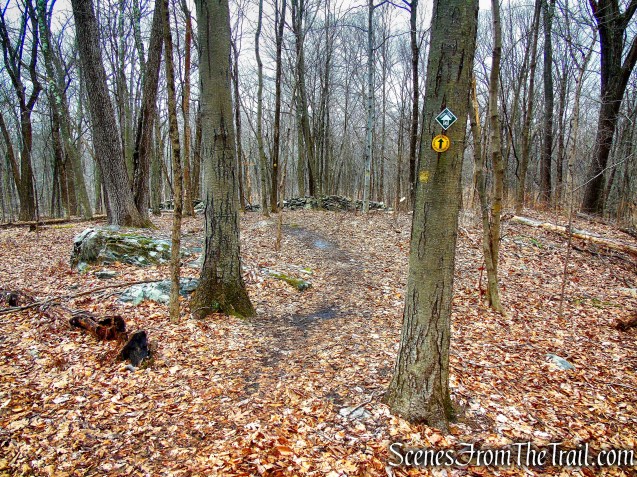 Yellow Trail - Hearst-Mead Preserve