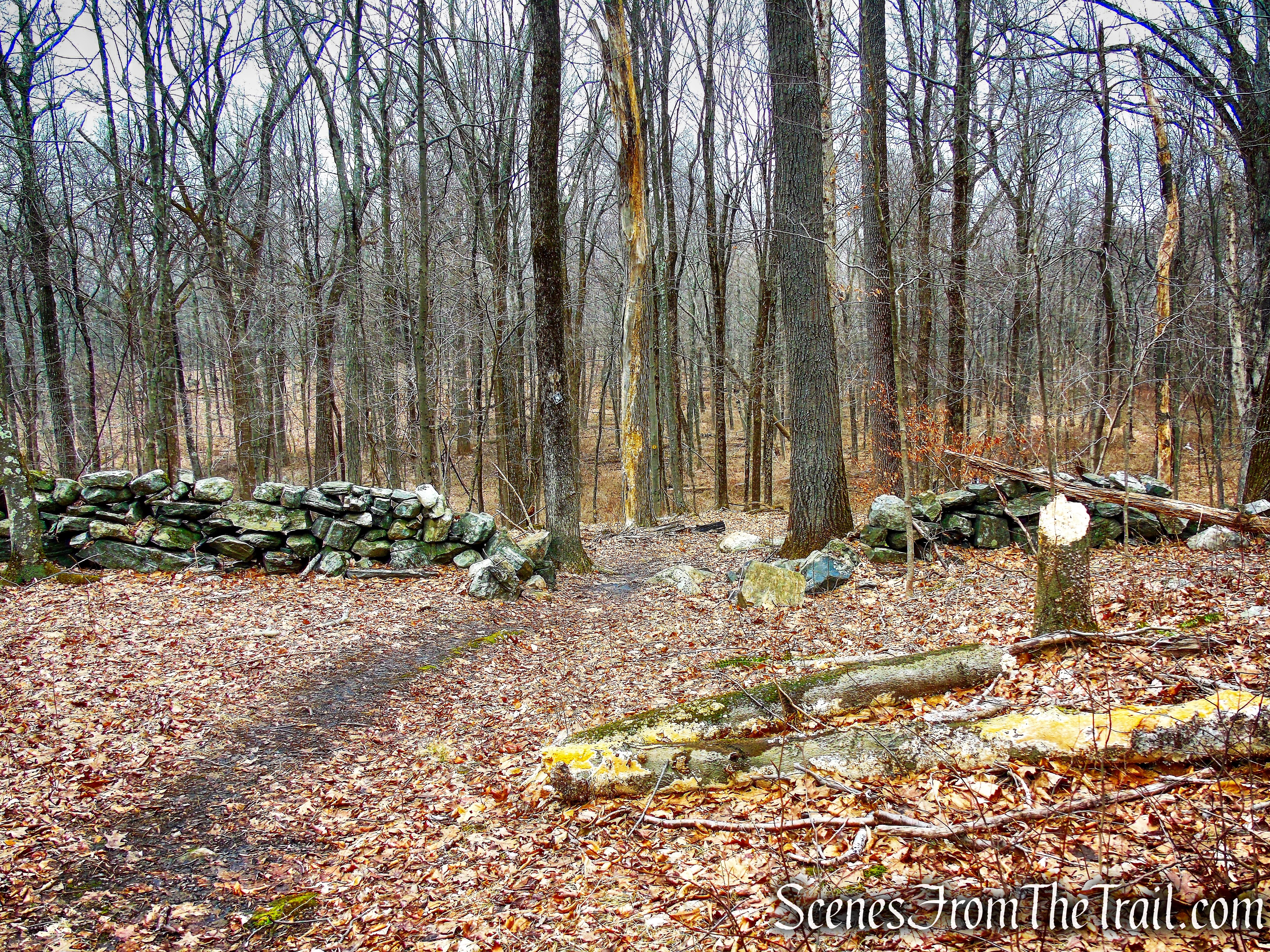 Yellow Trail - Halmi Preserve