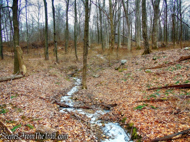Yellow Trail - Halmi Preserve