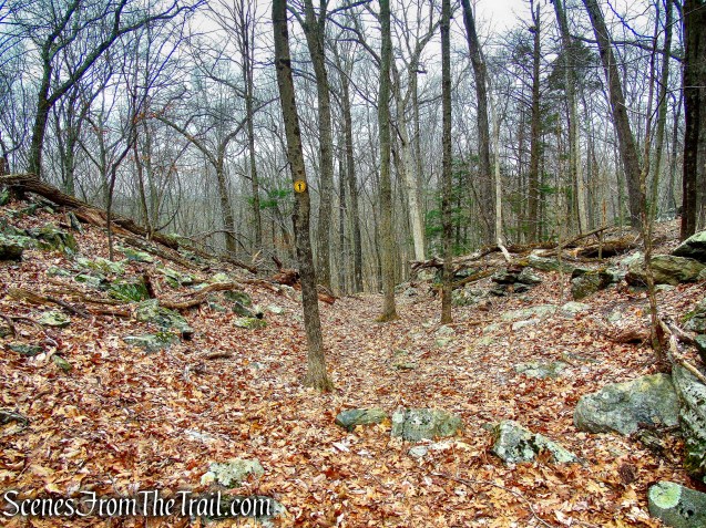 Yellow Trail - Halmi Preserve