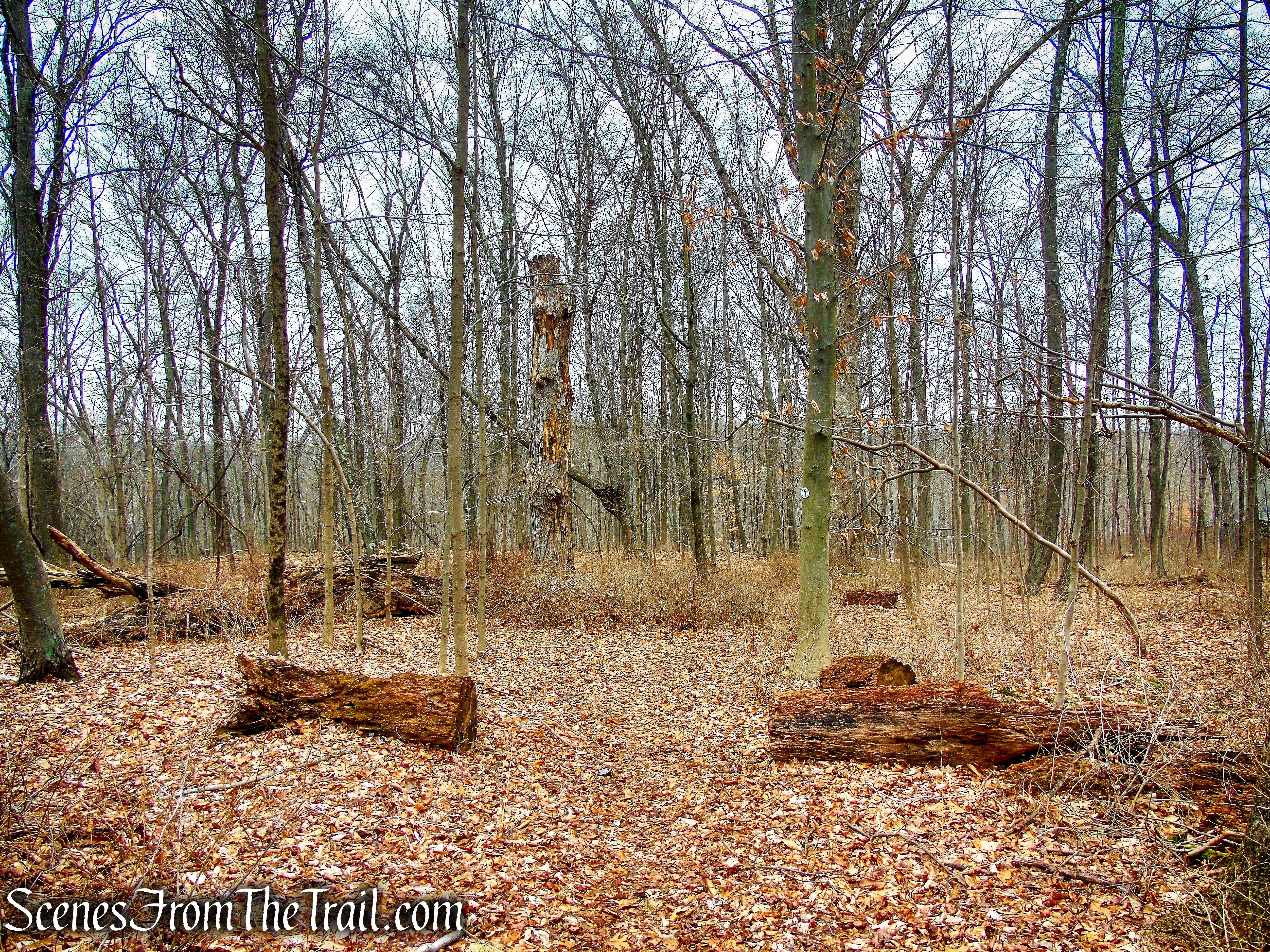 White Trail - Halmi Preserve