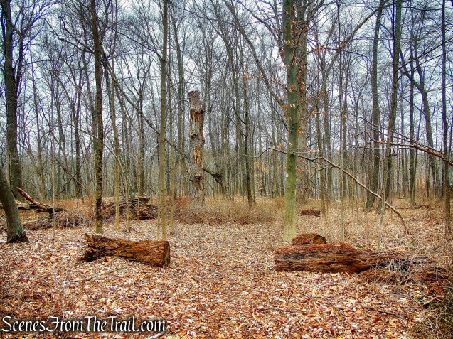 White Trail - Halmi Preserve