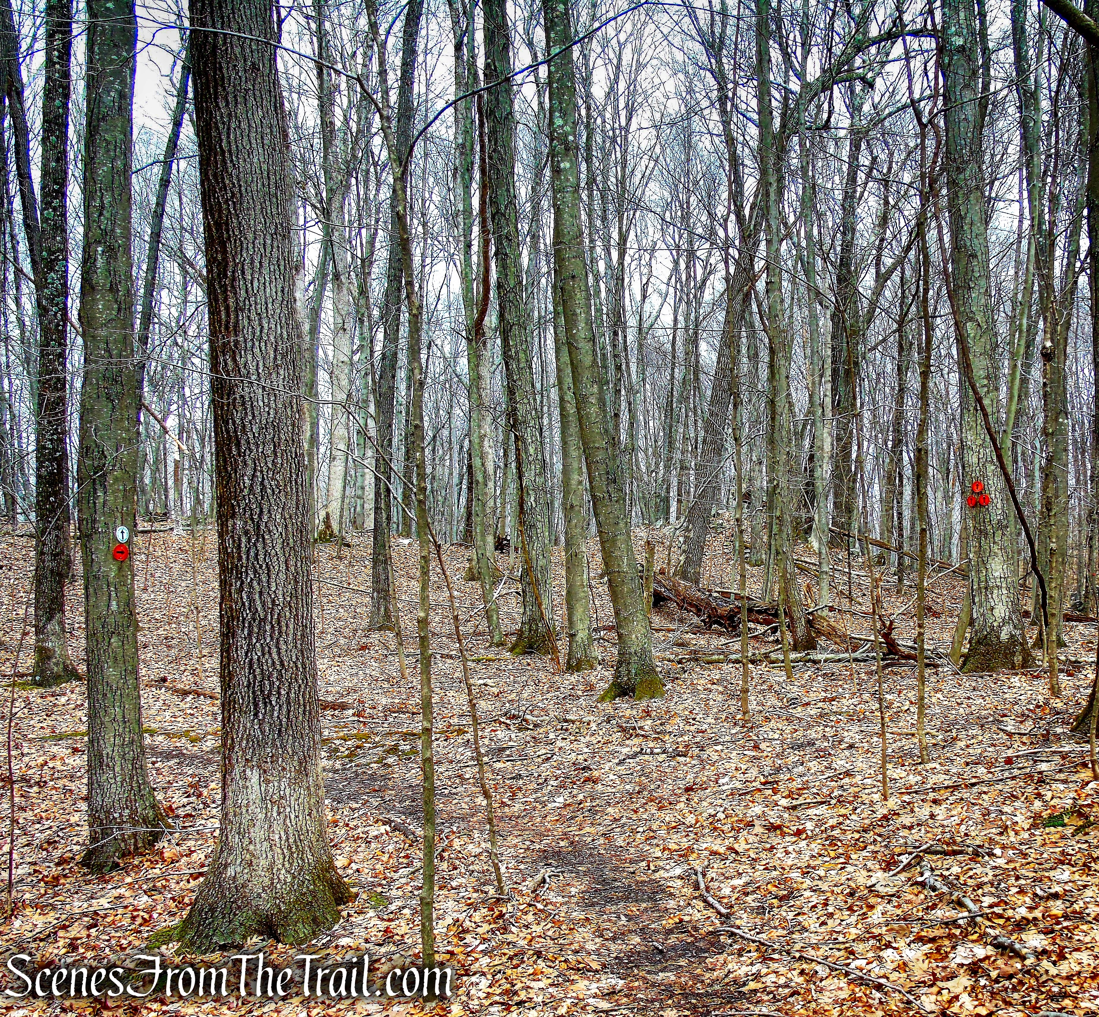 turn right on Orange Trail - O'Donohue Preserve