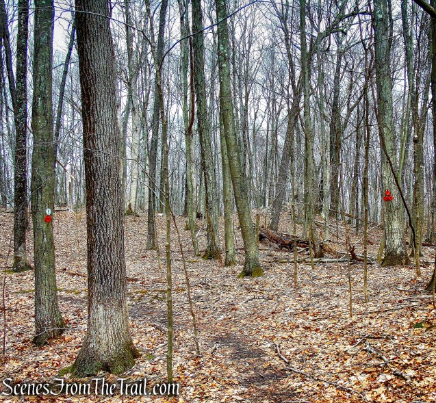 turn right on Orange Trail - O'Donohue Preserve