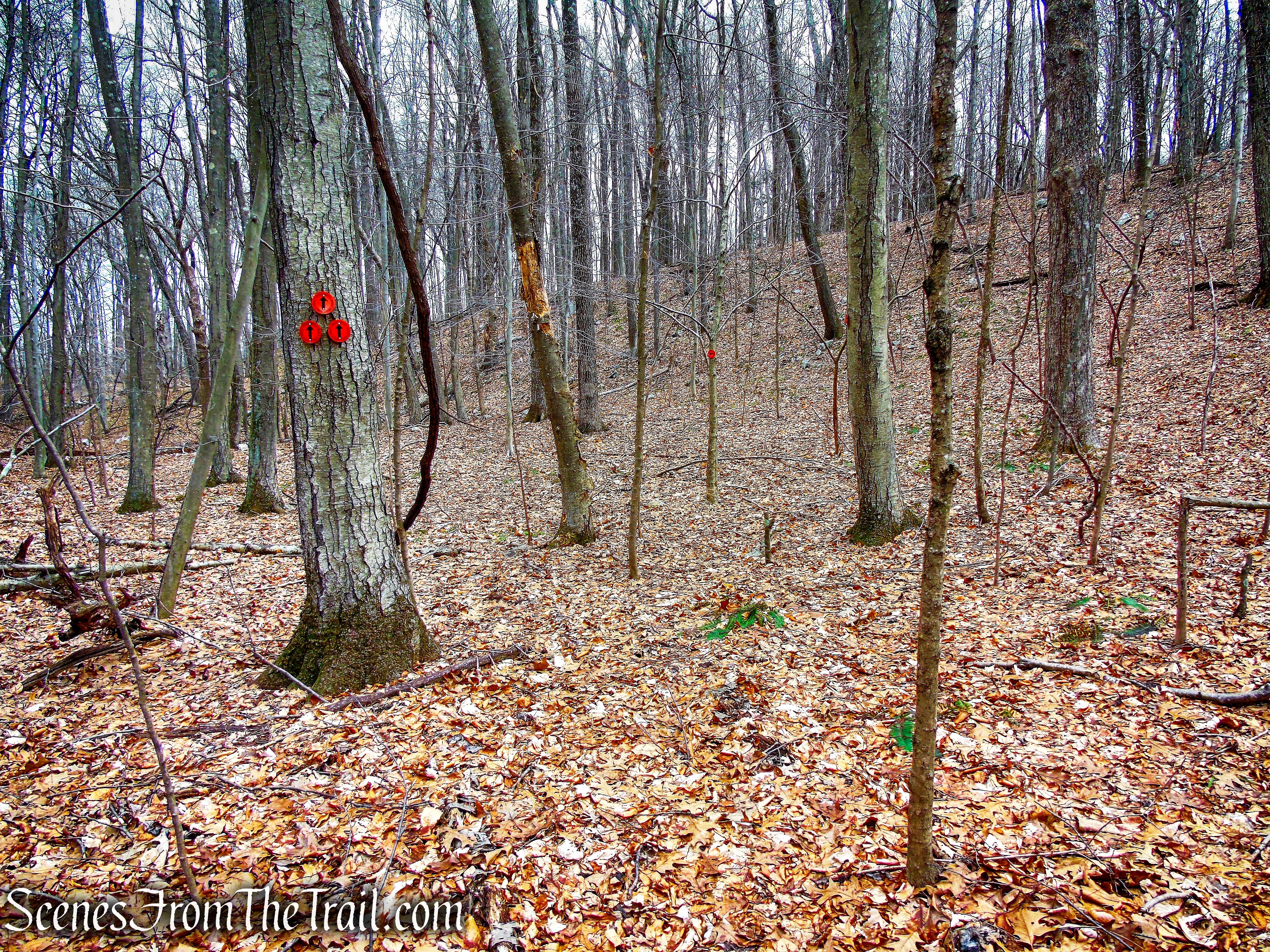 Orange Trail - O'Donohue Preserve