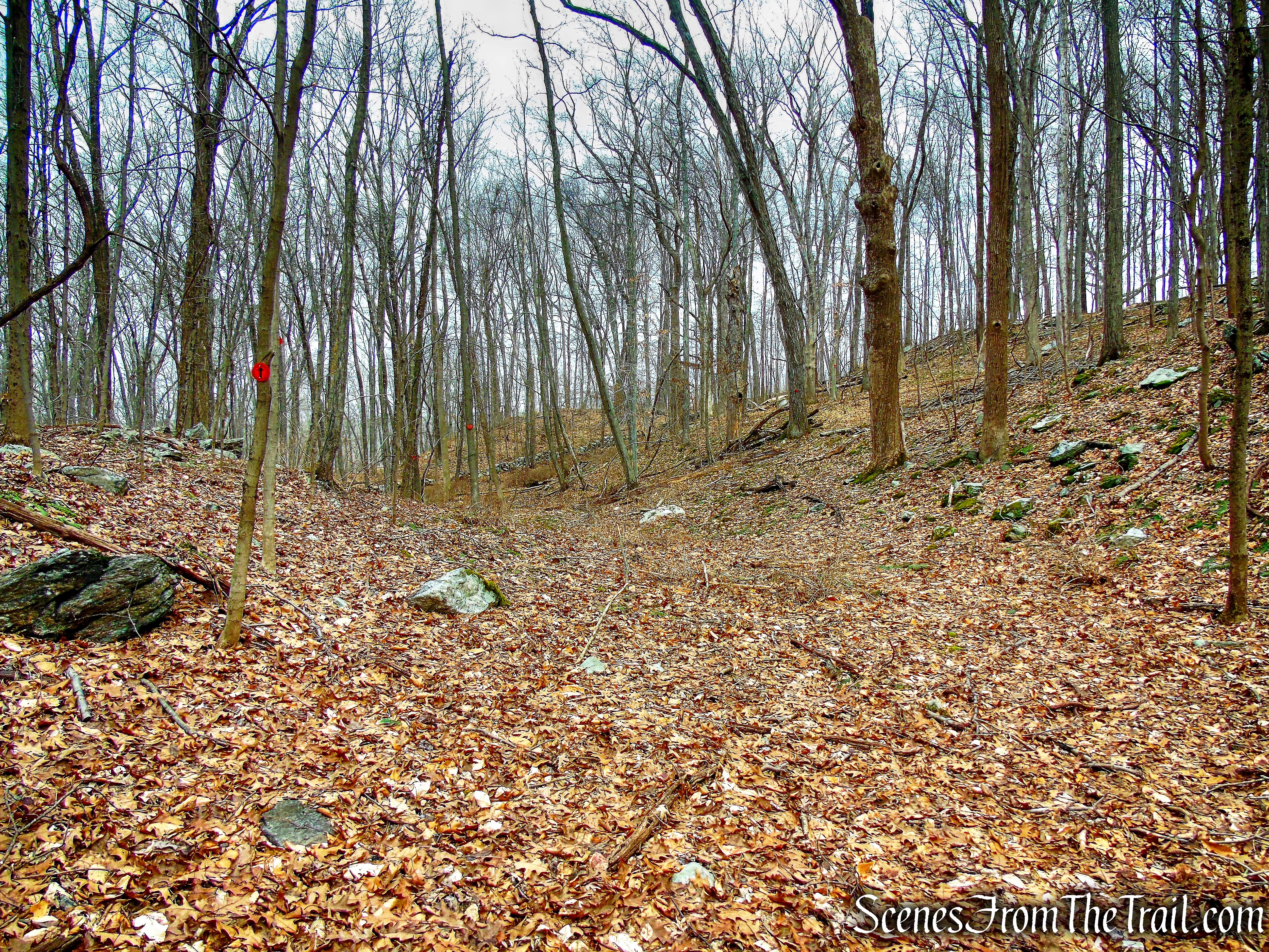Orange Trail - O'Donohue Preserve