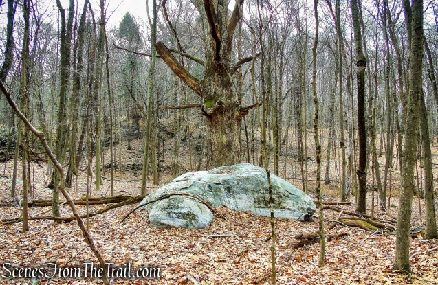 White Trail - Halmi Preserve