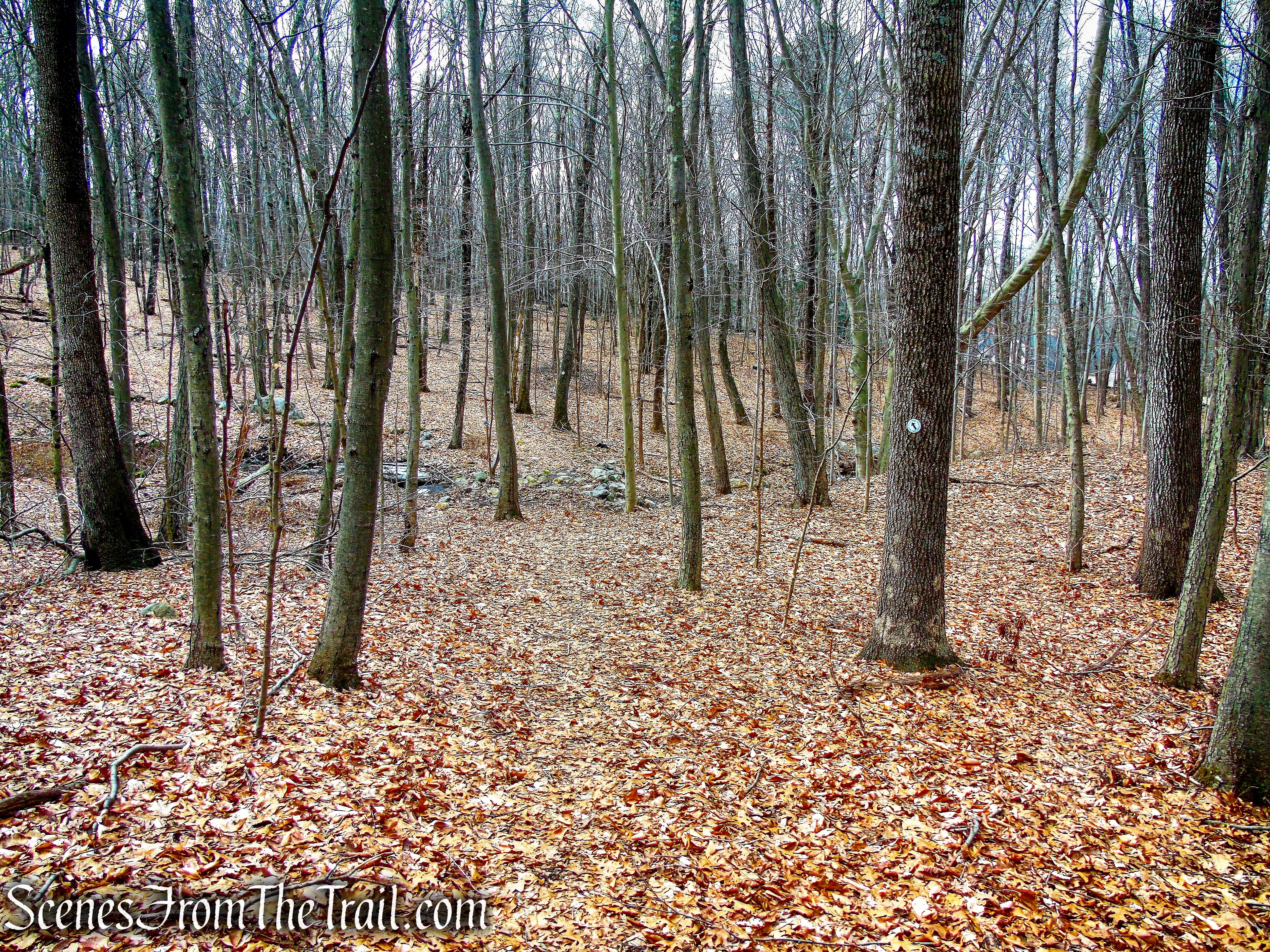 White Trail - Halmi Preserve