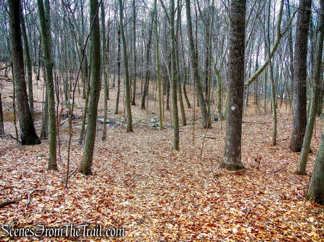 White Trail - Halmi Preserve