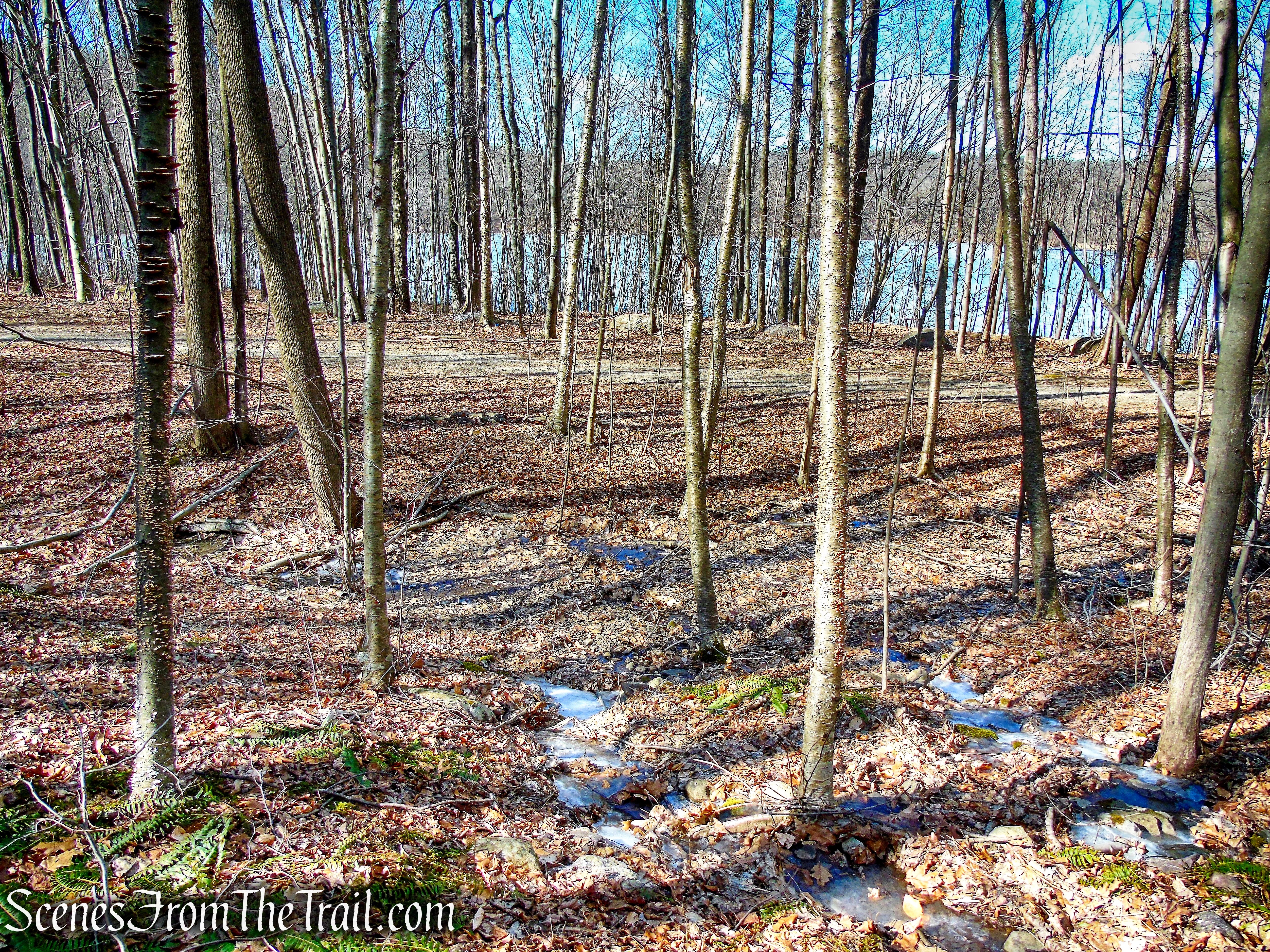 bushwack to woods road