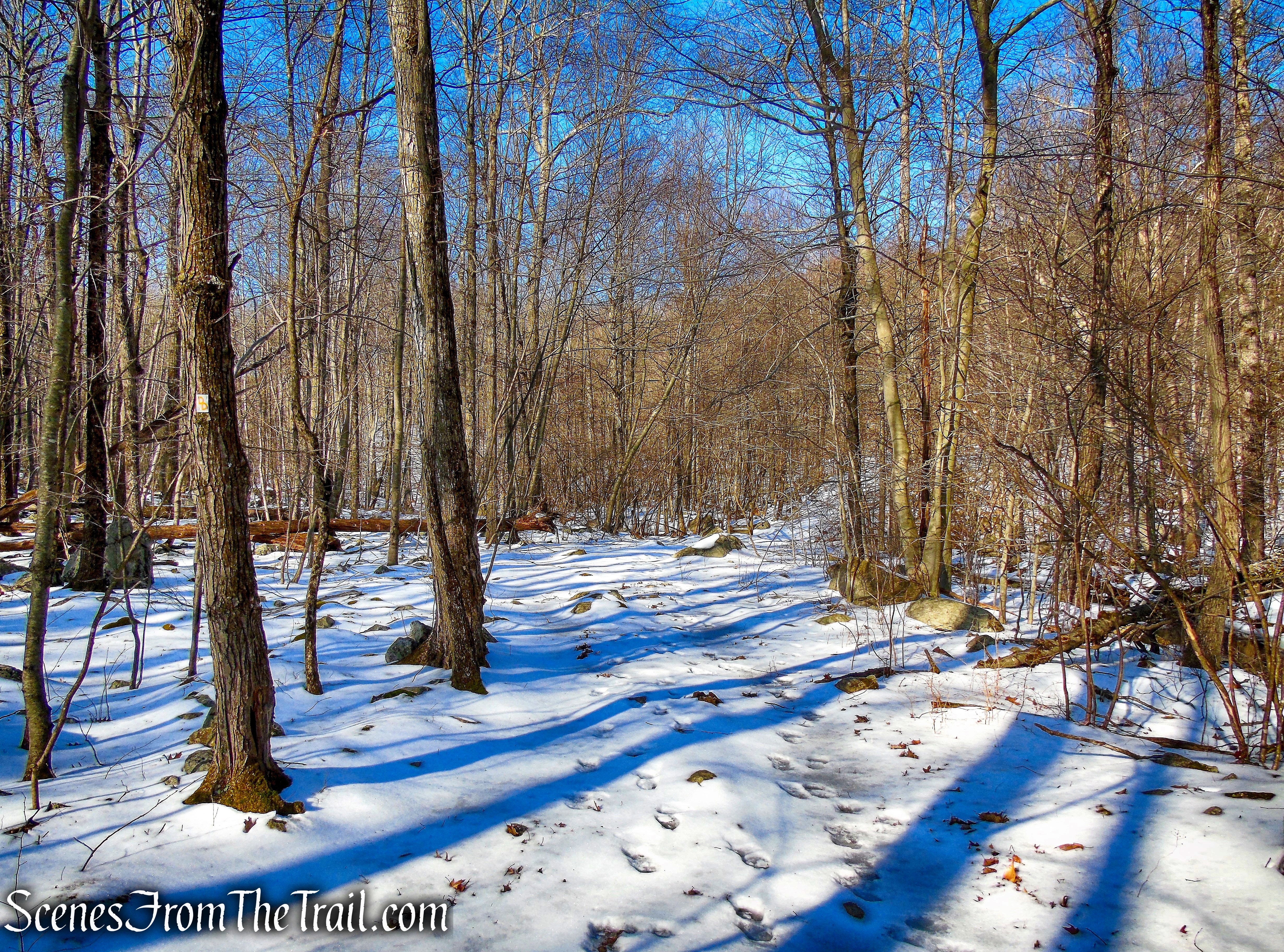 Doris Duke Trail follows a woods road