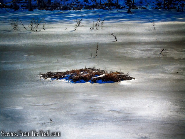Beaver Lodge - Doris Duke Trail