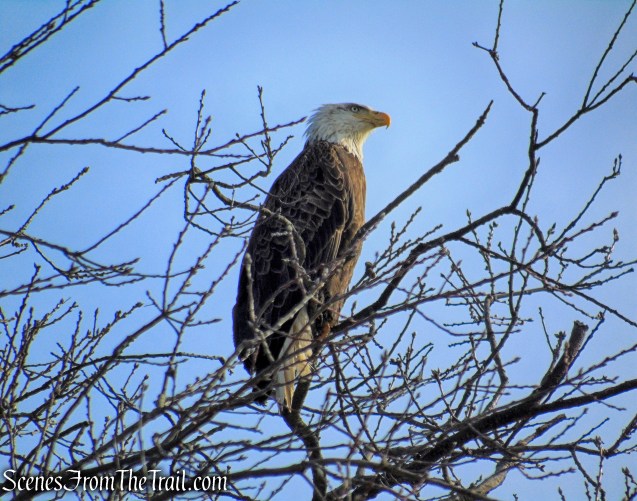Bald Eagle - Tarrytown Lakes