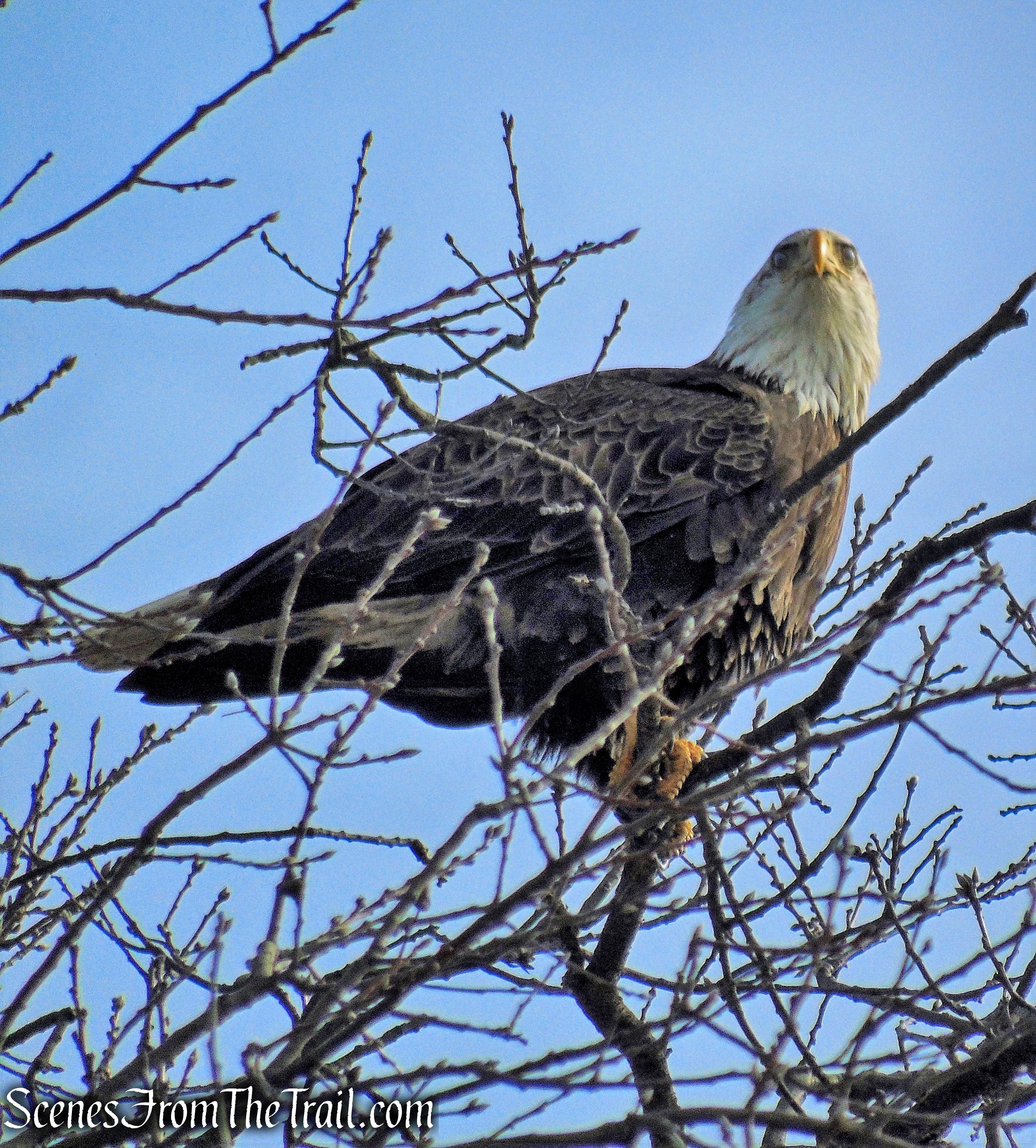 Bald Eagle - Tarrytown Lakes