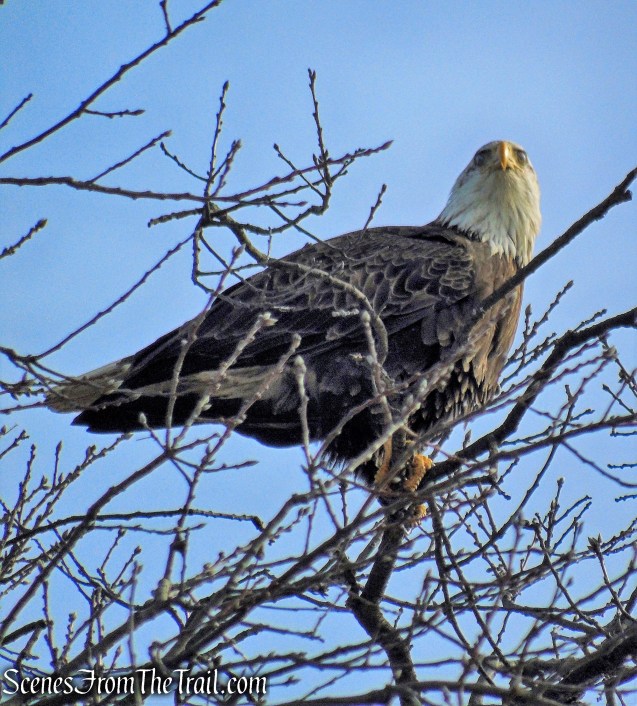Bald Eagle - Tarrytown Lakes
