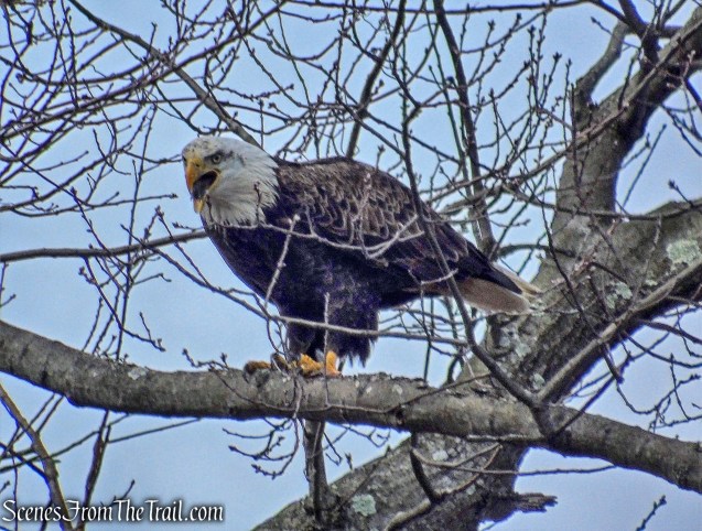 Bald Eagle - Tarrytown Lakes