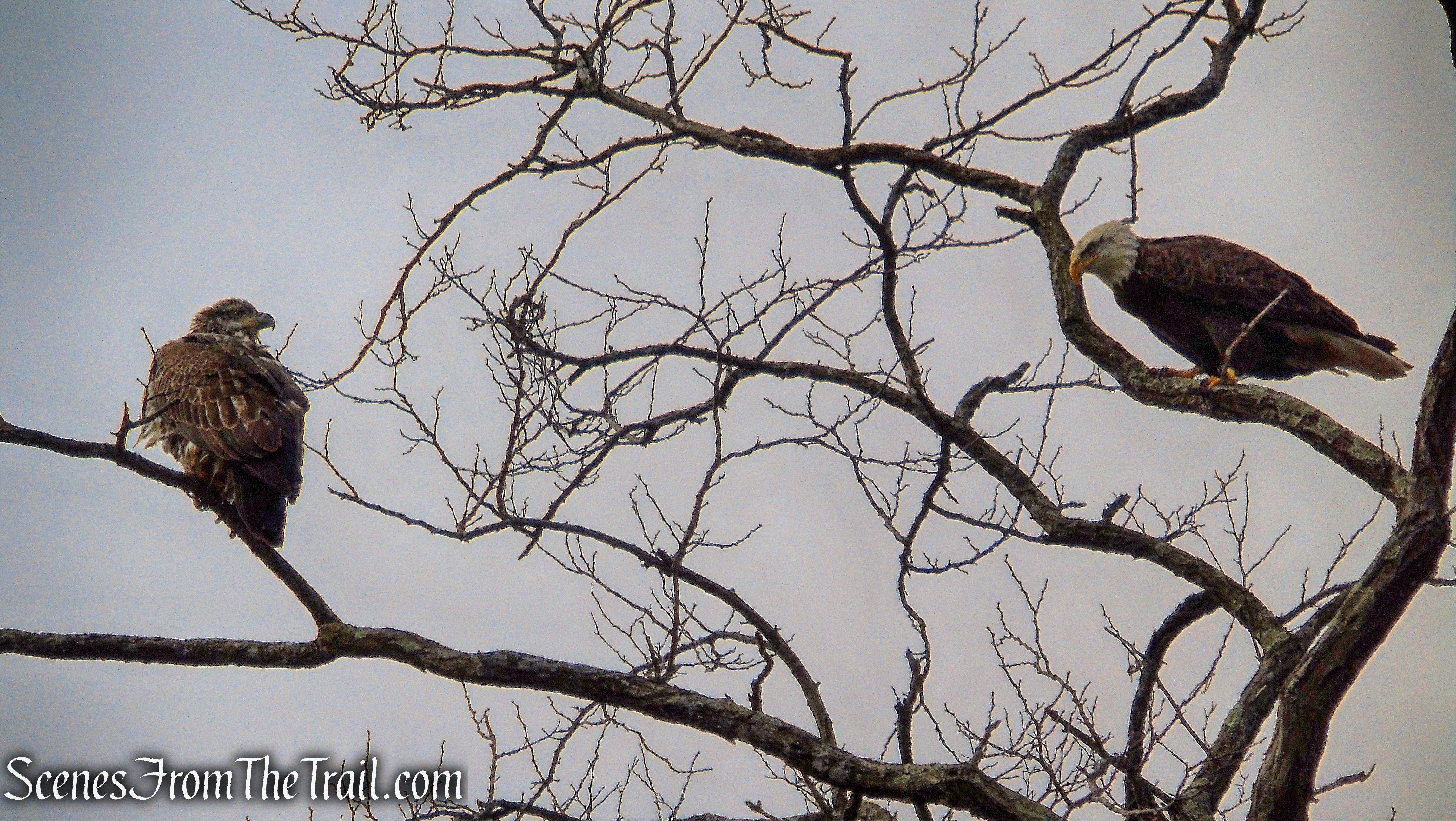 Bald Eagles - Tarrytown Lakes
