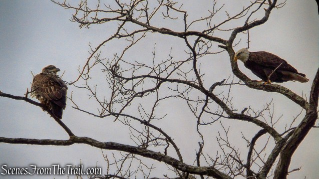 Bald Eagles - Tarrytown Lakes