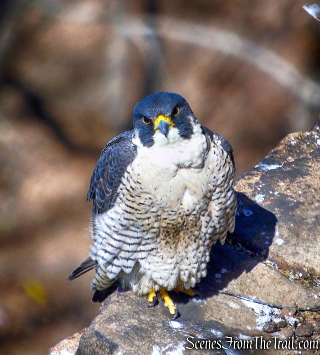 Peregrine Falcon - East Rock Park
