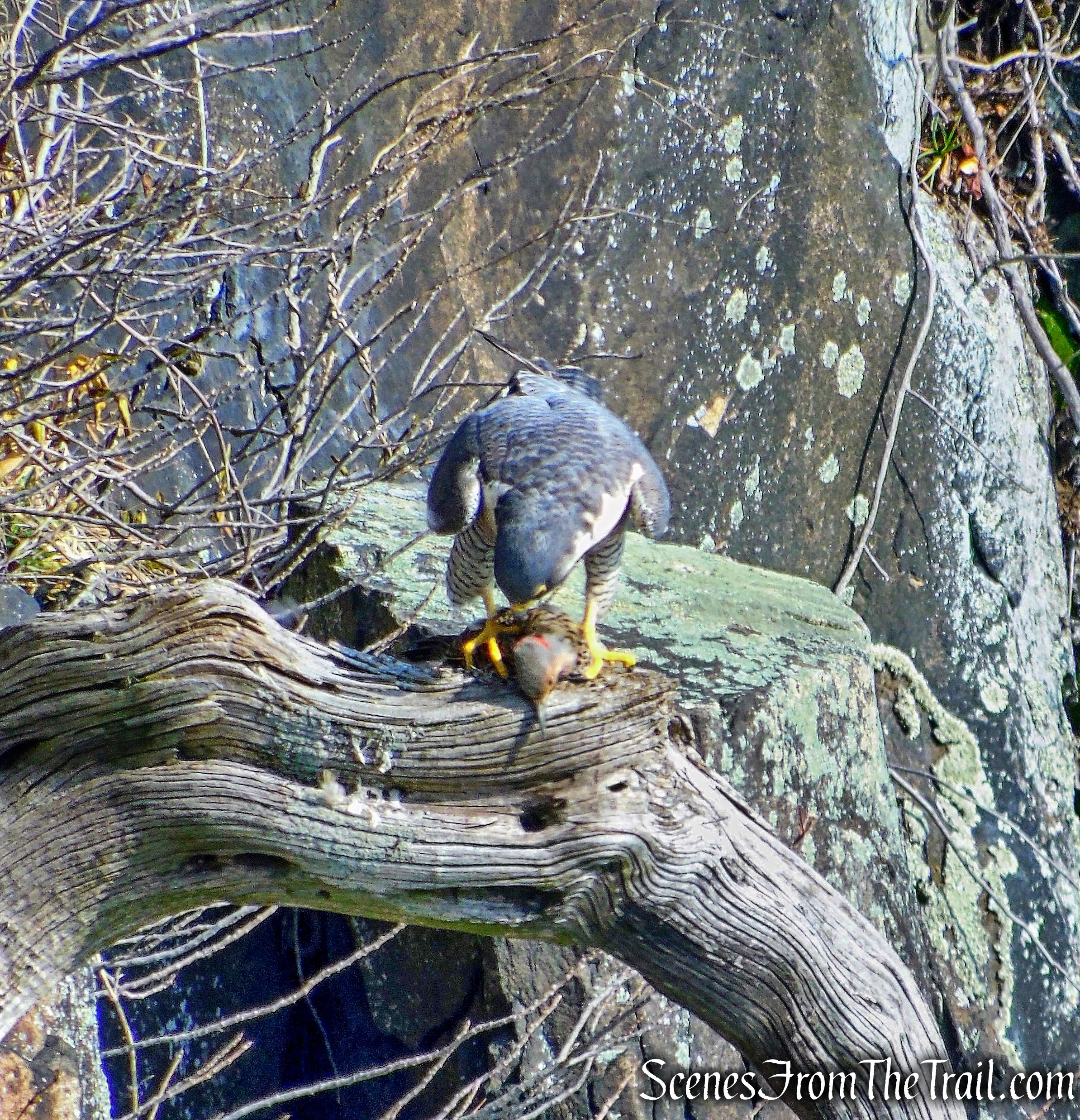 Peregrine Falcon - Palisades cliffs
