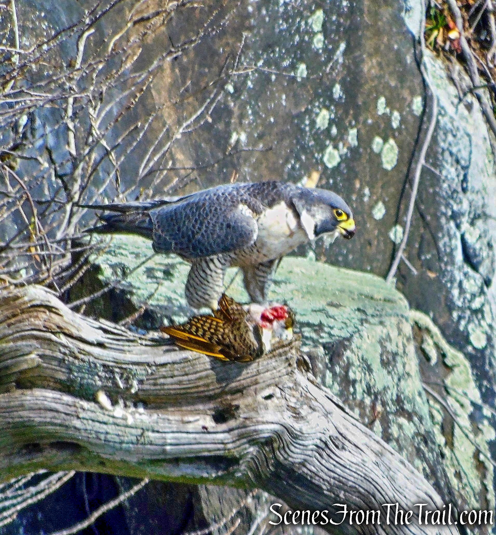 Peregrine Falcon - Palisades cliffs