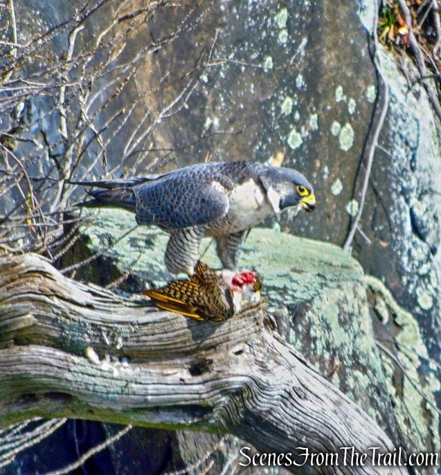 Peregrine Falcon - Palisades cliffs