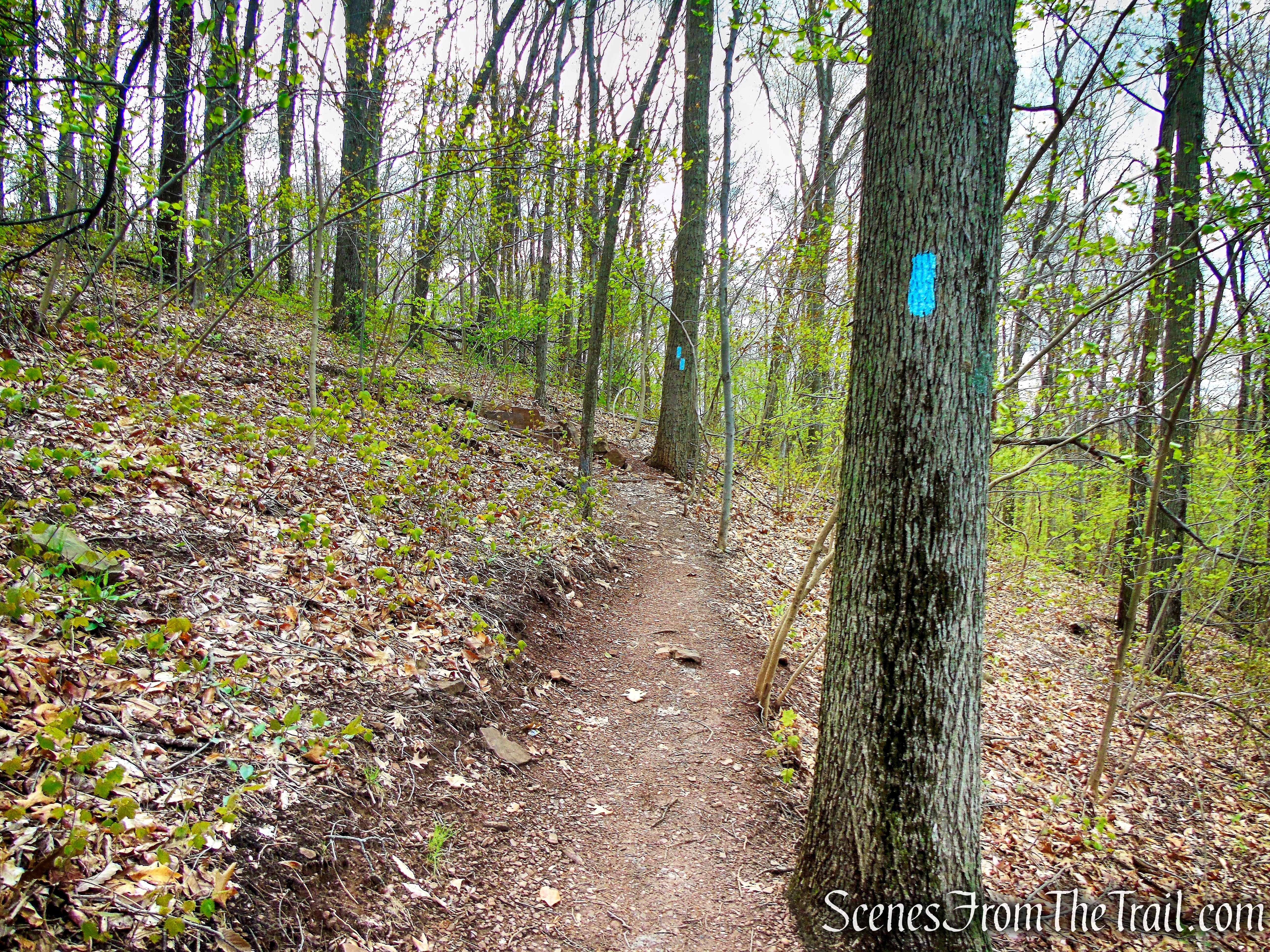 Mattabesett Trail - Chauncey Peak