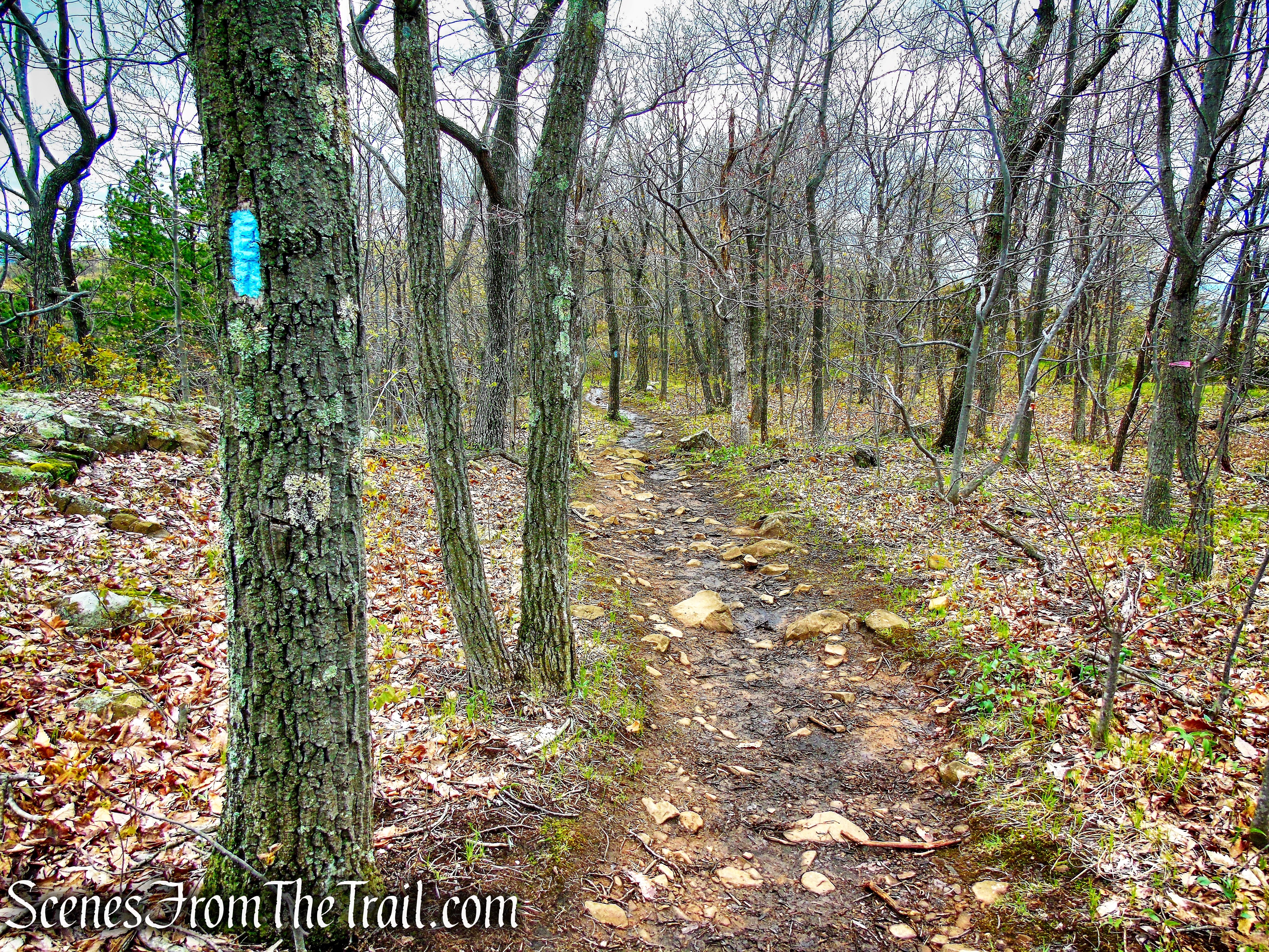 Mattabesett Trail - Chauncey Peak
