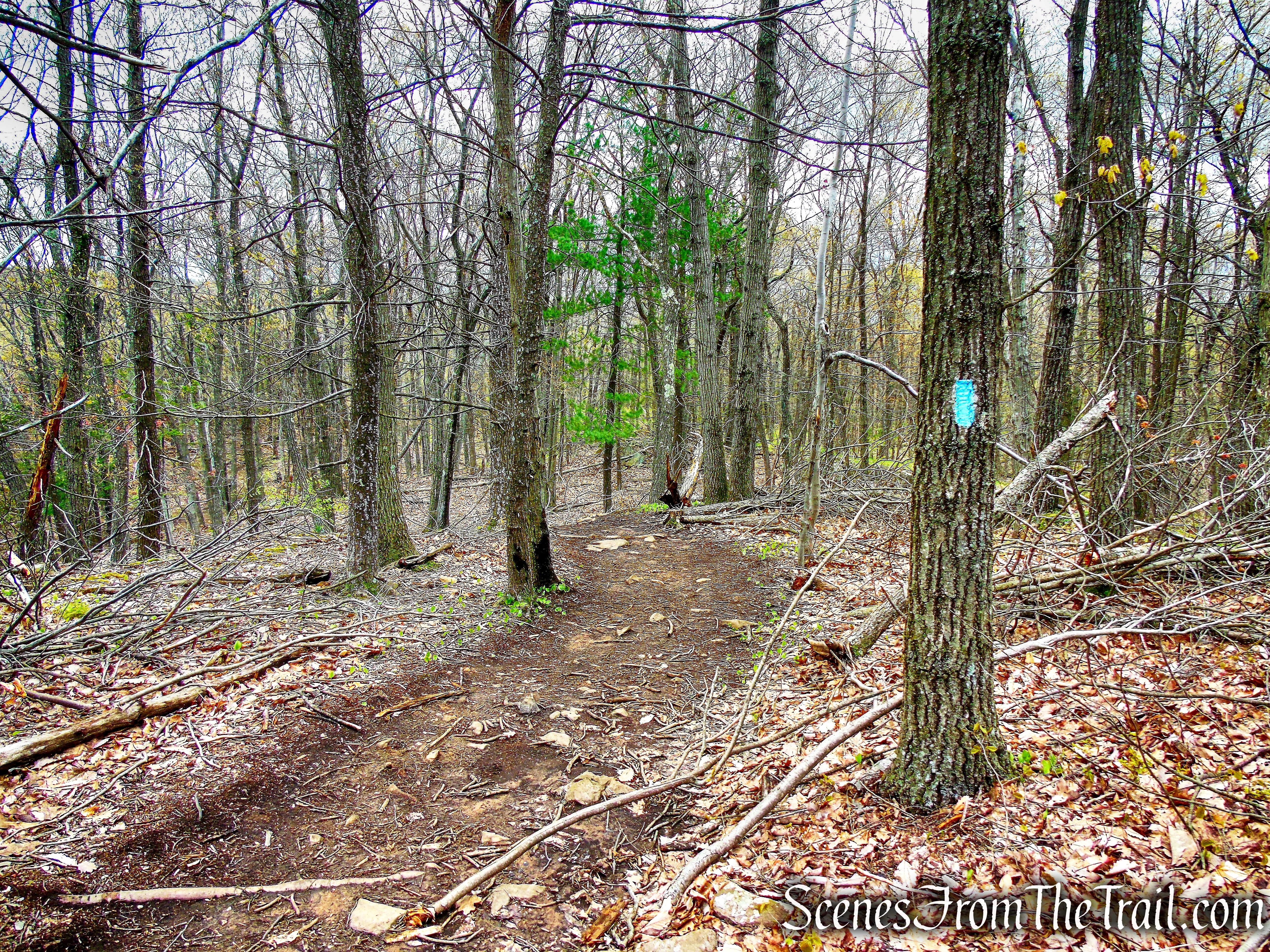 Mattabesett Trail - Chauncey Peak