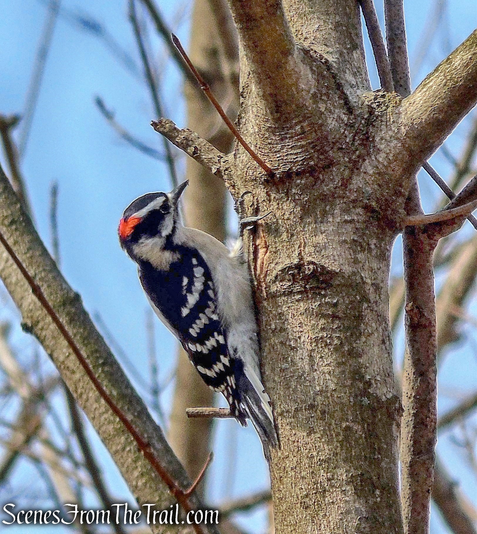 Downy Woodpecker - Long Path