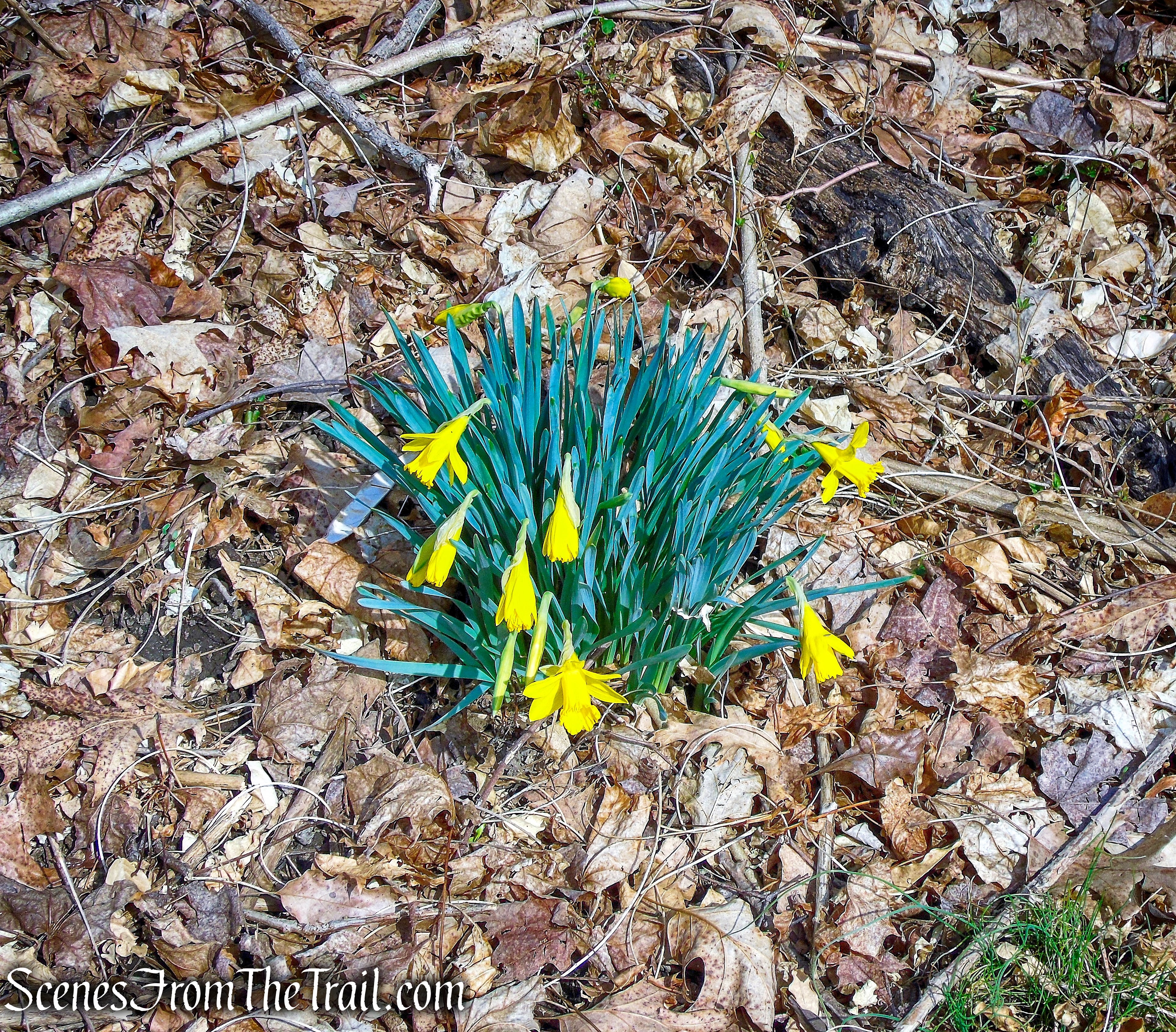 Daffodils - Zabriskie Ruins - Cliff Dale