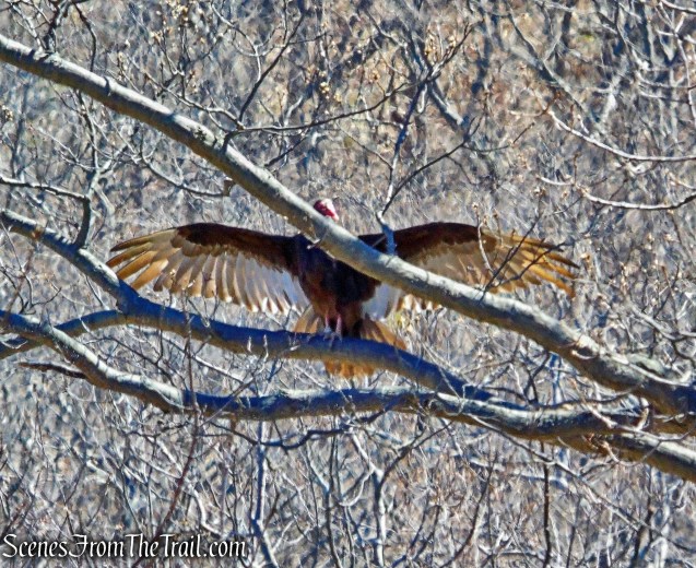 Turkey Vulture - North Point