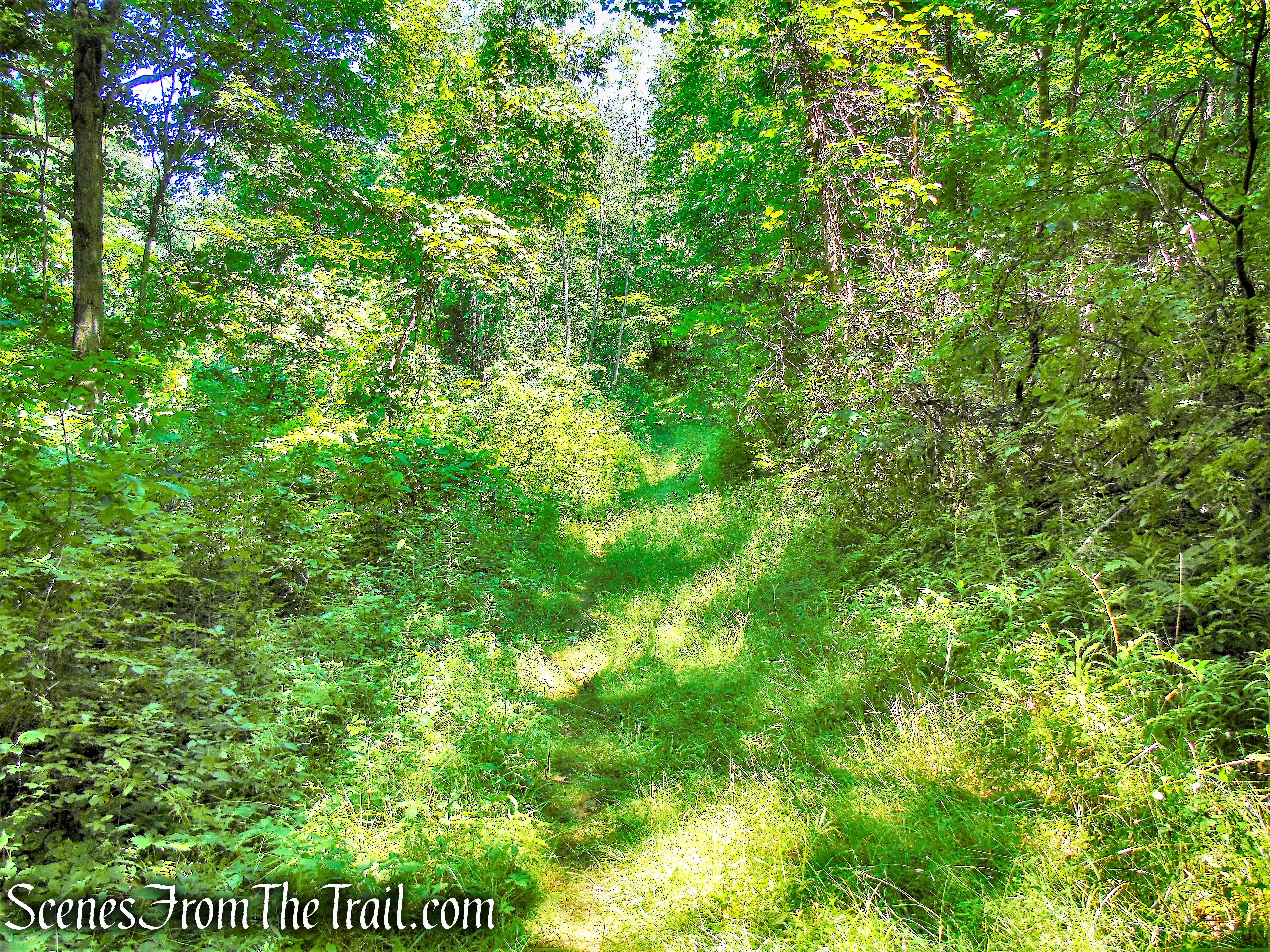 Lakeview Trail - Lake Taghkanic State Park
