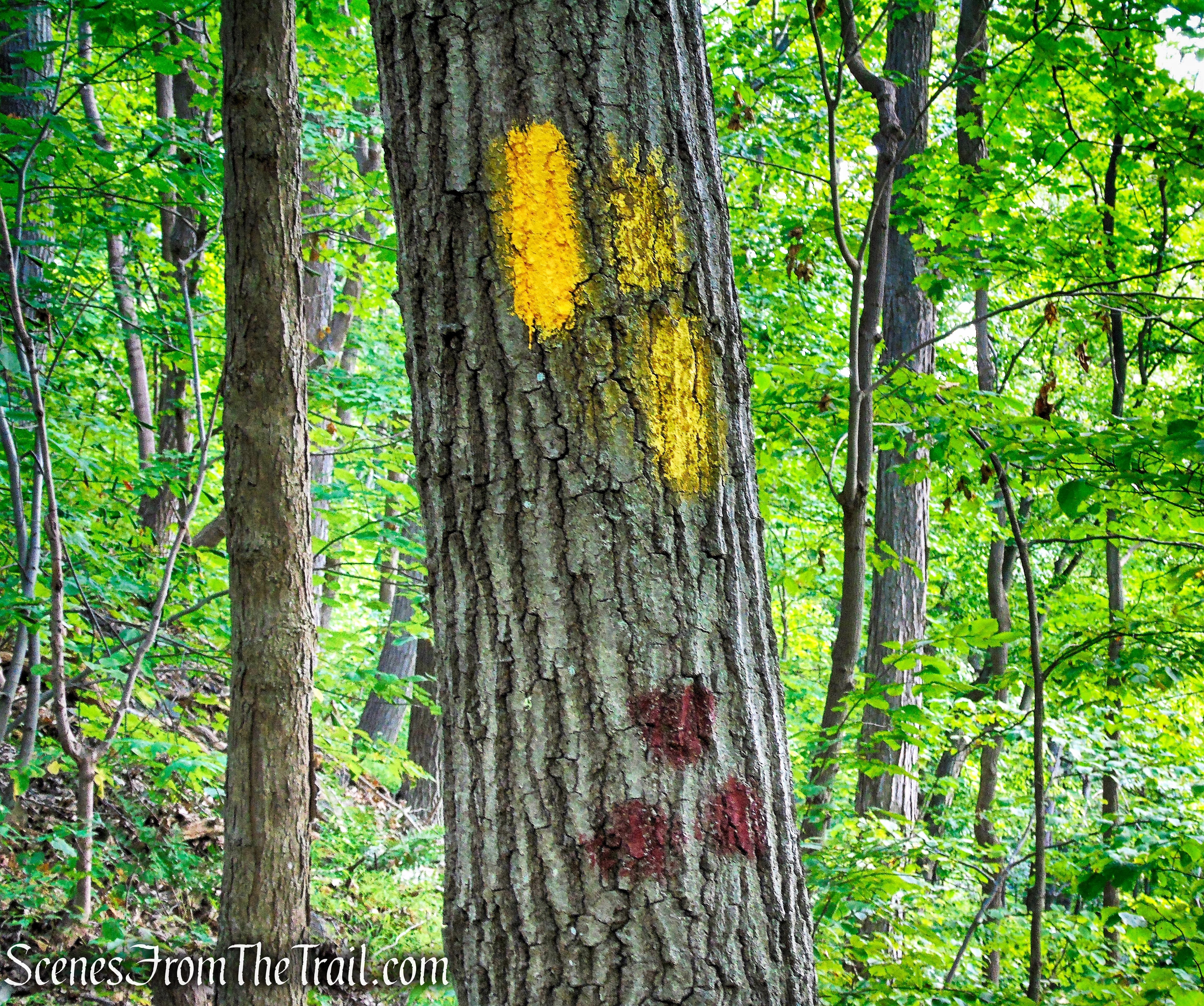 continue straight on Yellow Trail