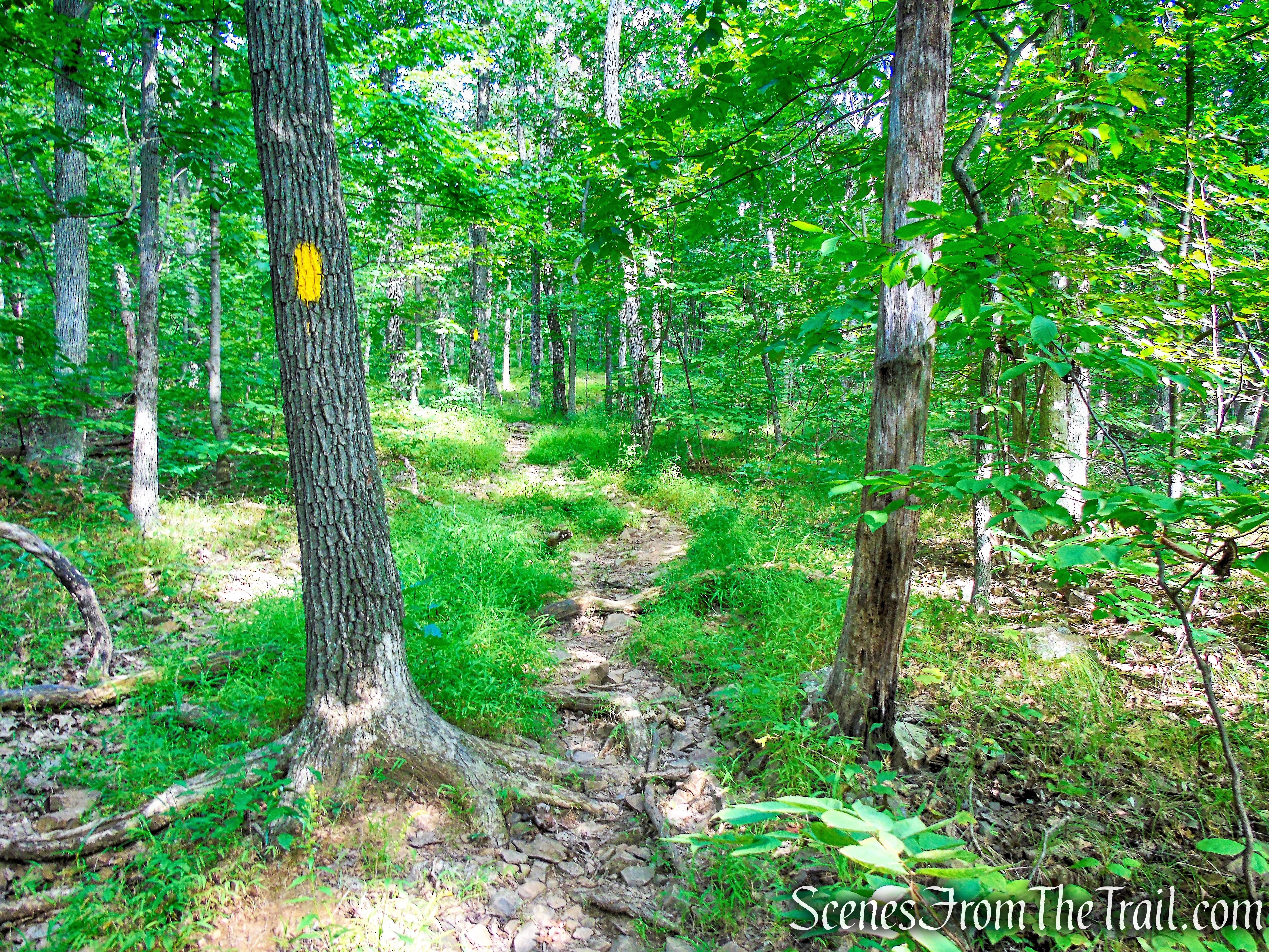 Yellow Trail