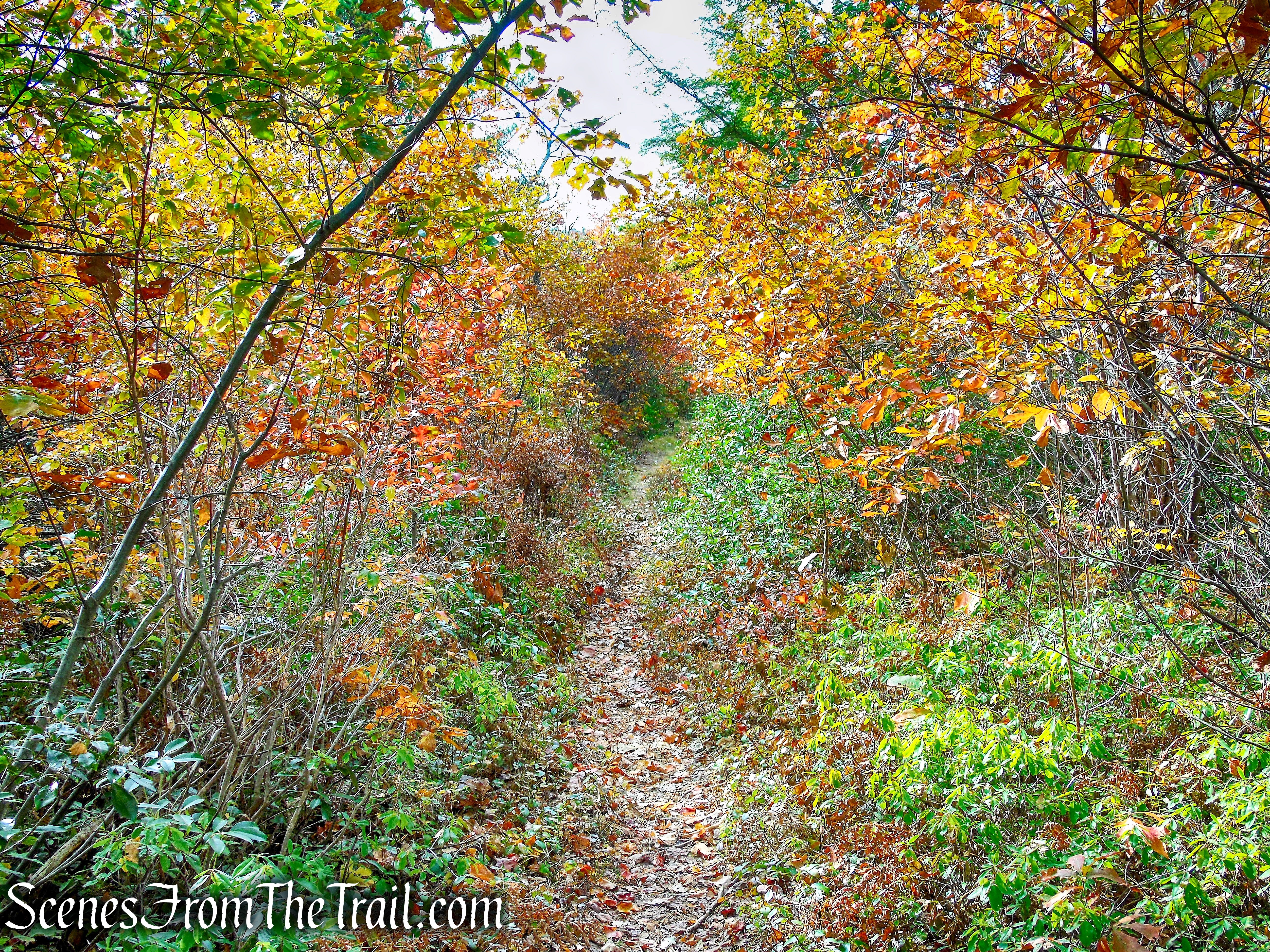Stony Kill Carriage Road - Minnewaska State Park Preserve